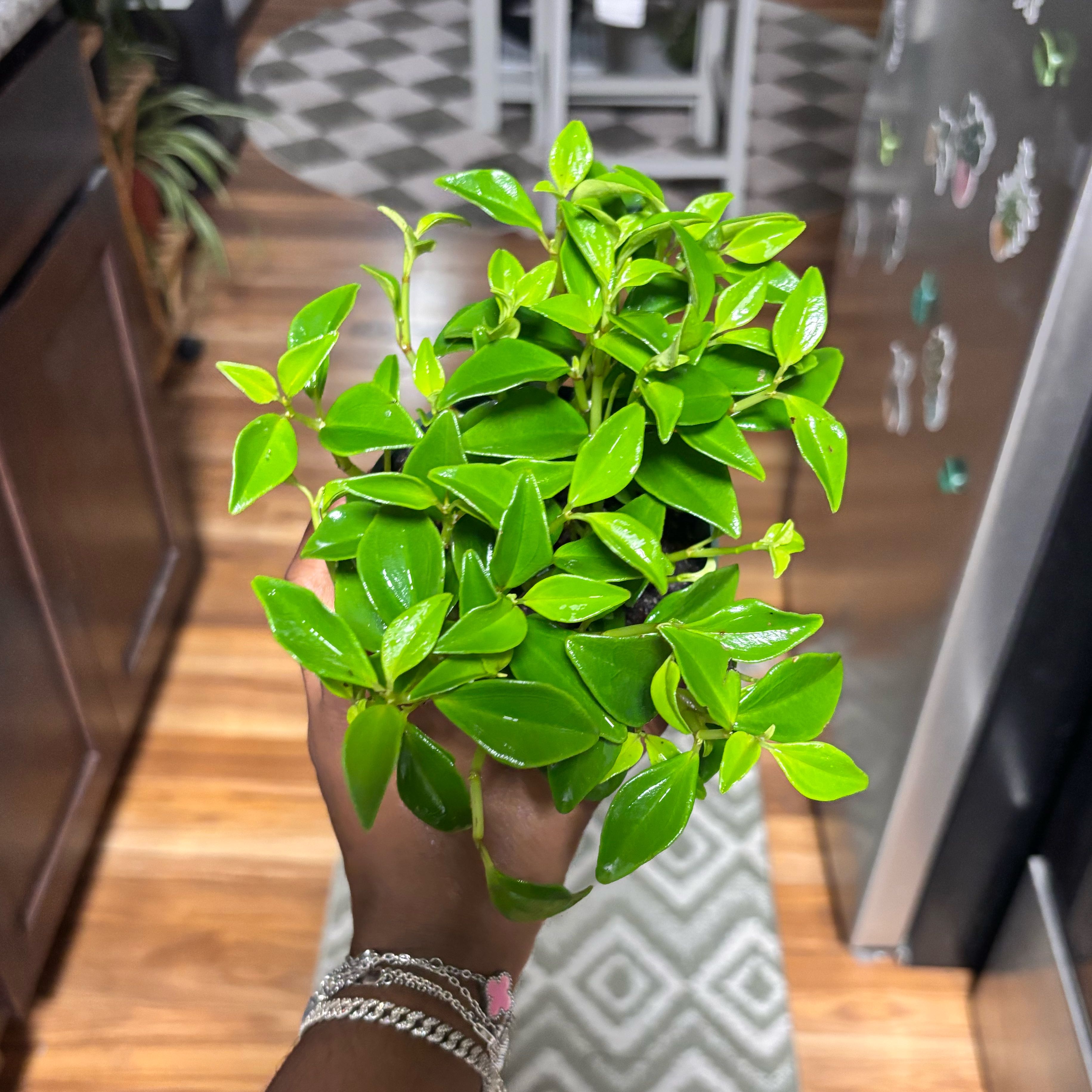 Photo of the plant species Amigo Marcello by @Plant-princesss named Rihanna on Greg, the plant care app
