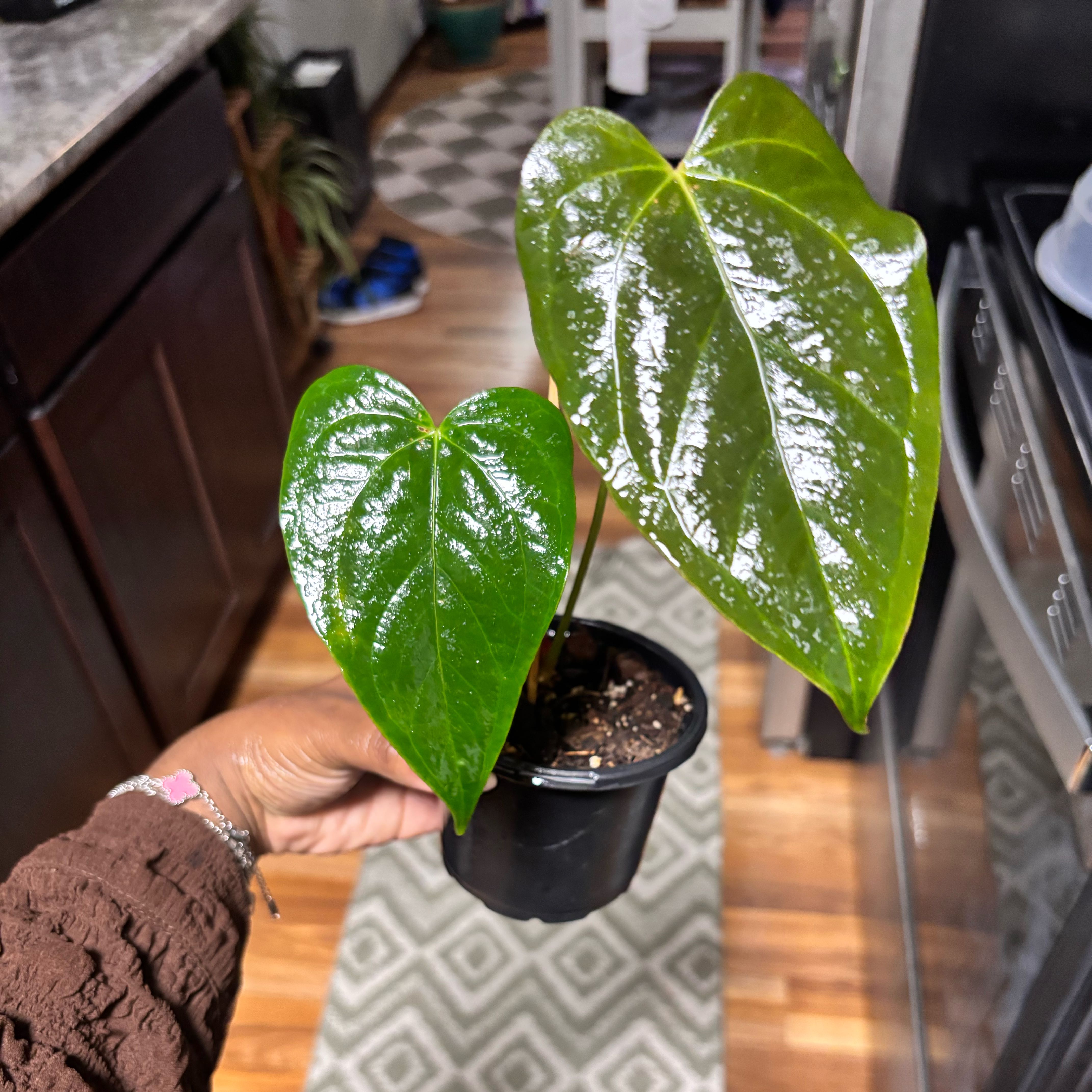 Photo of the plant species Anthurium 'Queen of Hearts' by @Plant-princesss named da Vinci on Greg, the plant care app