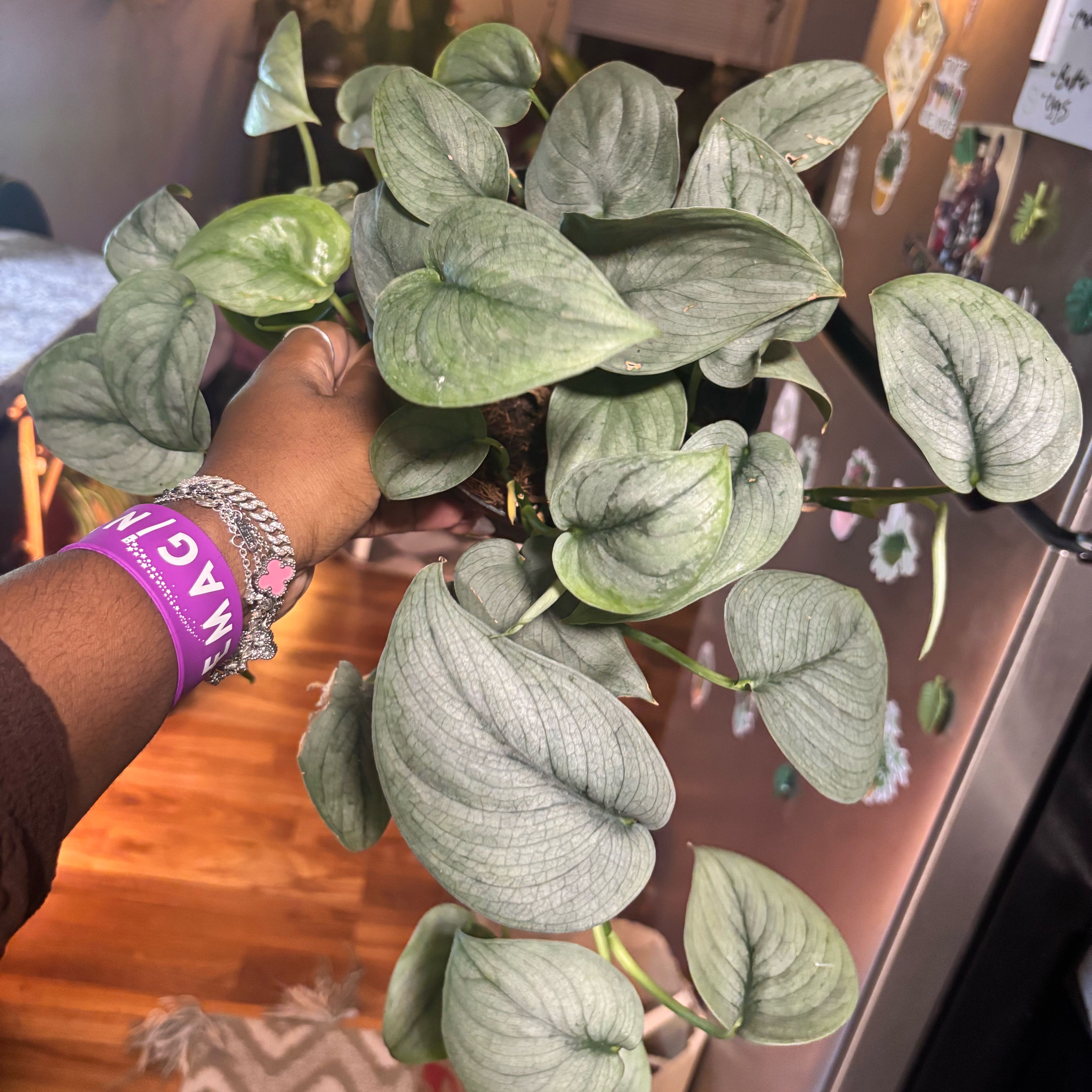 Photo of the plant species Satin Pothos by @Plant-princesss named Gaga on Greg, the plant care app
