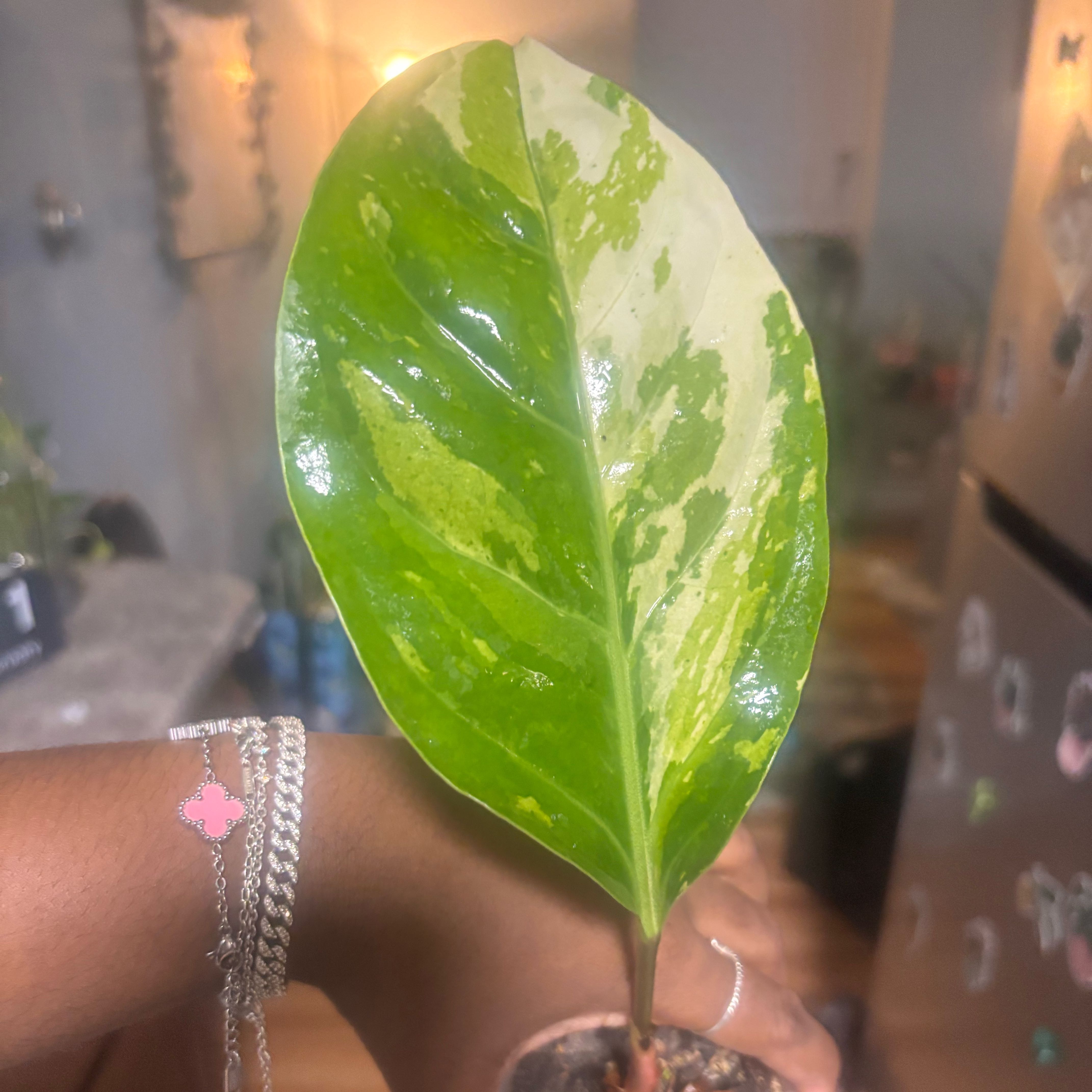 Photo of the plant species Anthurium superbum by @Plant-princesss named Lavender on Greg, the plant care app
