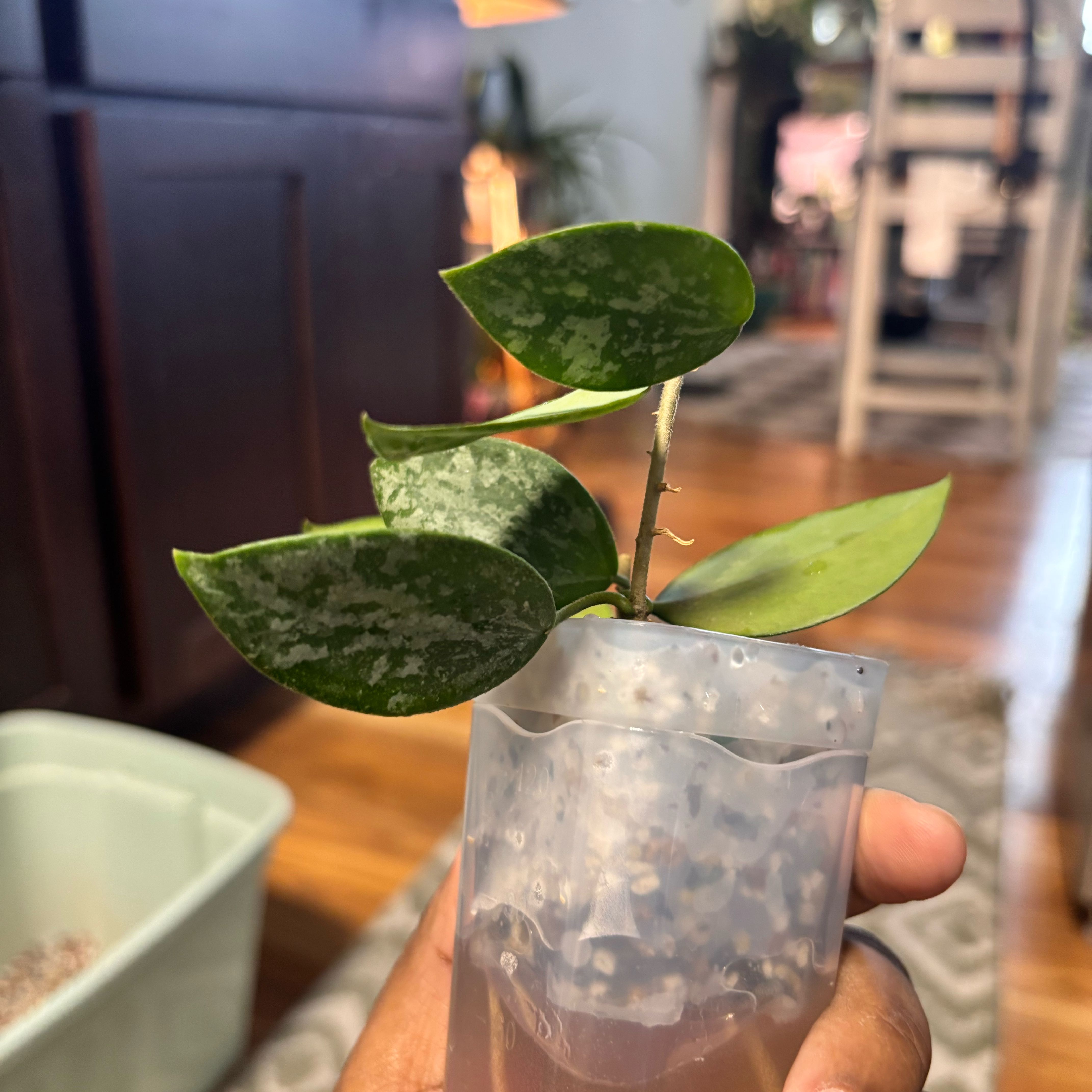 Photo of the plant species IR-26 by @Plant-princesss named Madonna on Greg, the plant care app