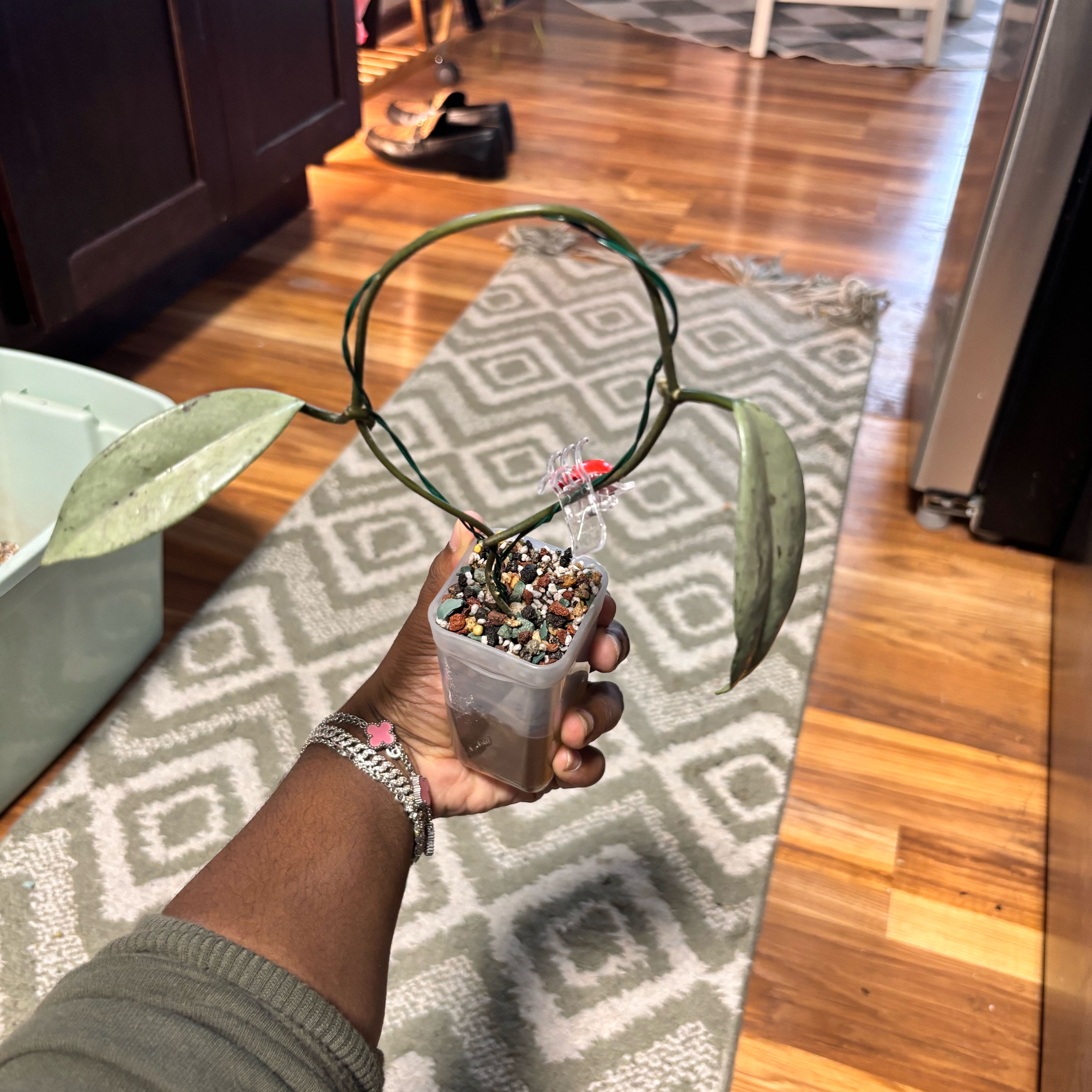 Photo of the plant species Hoya carnosa 'Wilbur Graves Silver' by @Plant-princesss named Plato on Greg, the plant care app