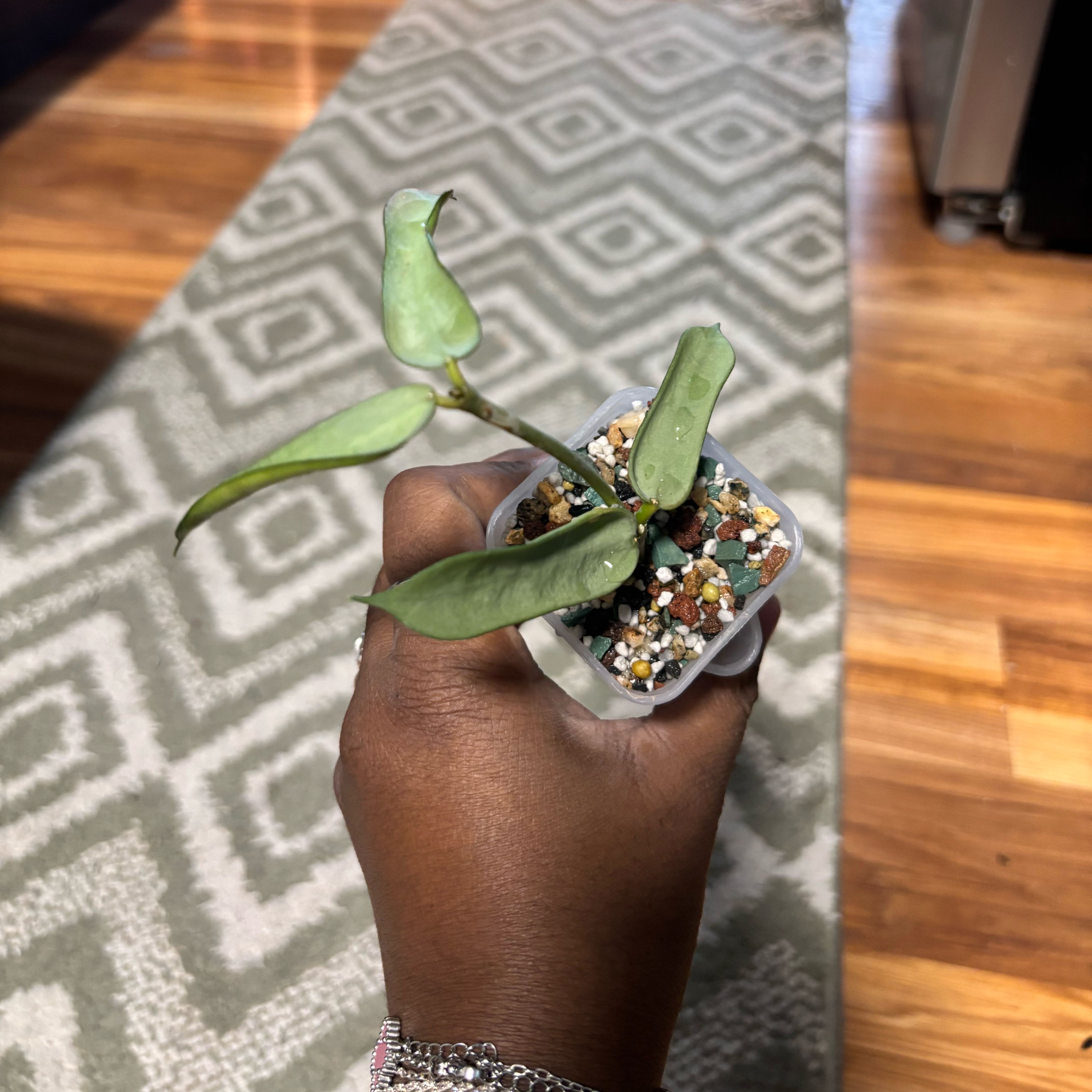 Photo of the plant species Hoya pandurata by @Plant-princesss named Muhammad Ali on Greg, the plant care app