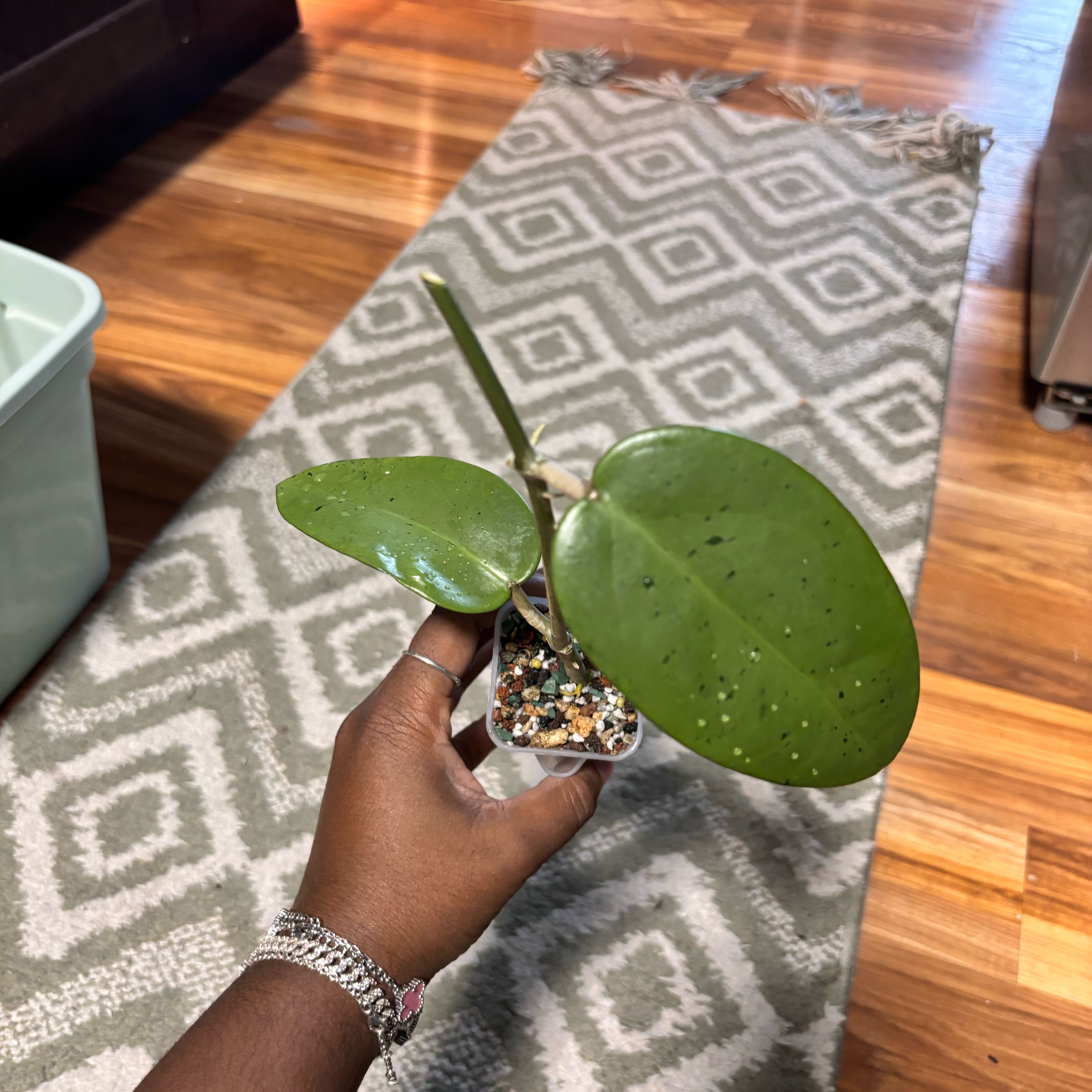 Photo of the plant species Hoya parasitica by @Plant-princesss named Taylor Swift on Greg, the plant care app