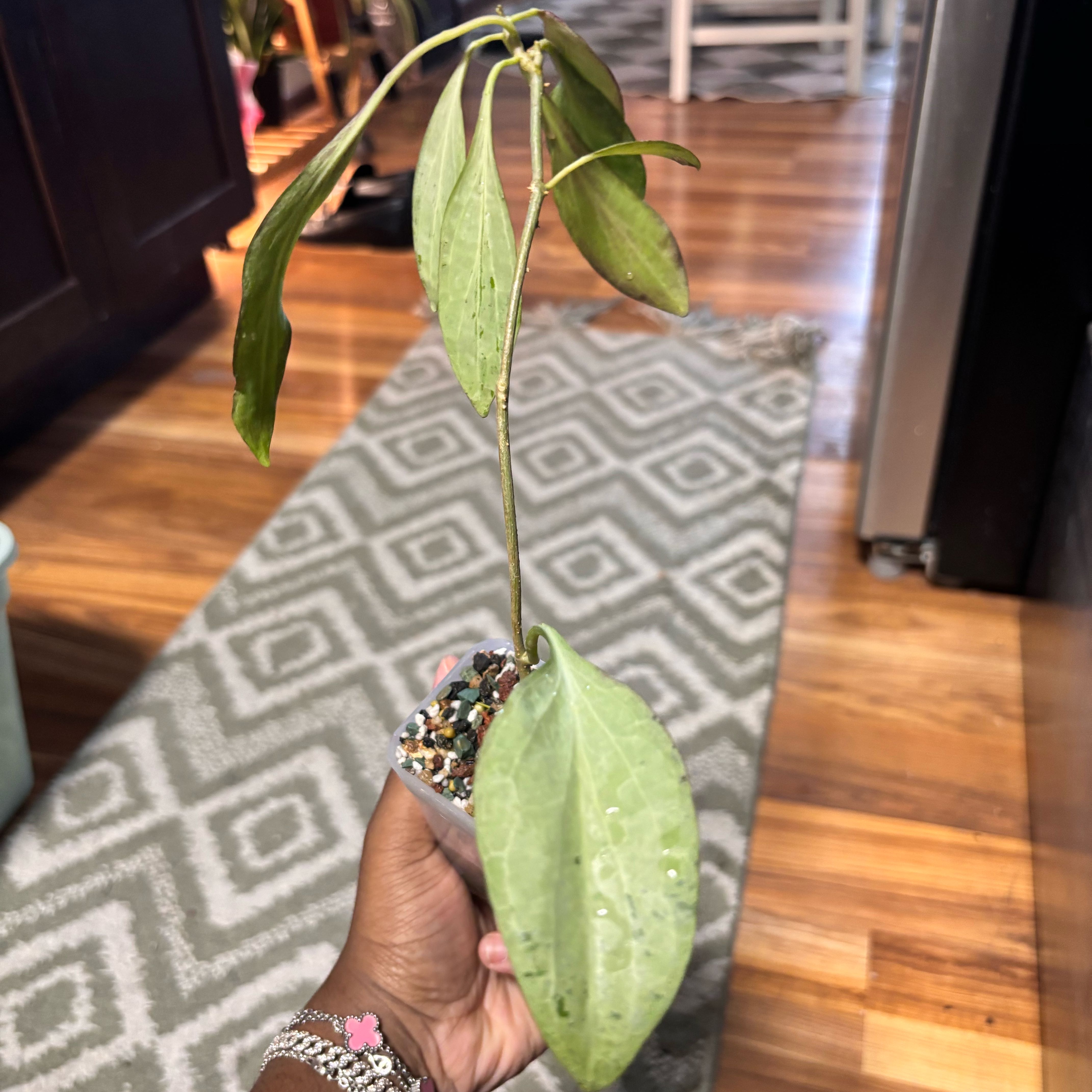 Photo of the plant species Hoya 'New Guinea Ghost' by @Plant-princesss named Bieber on Greg, the plant care app