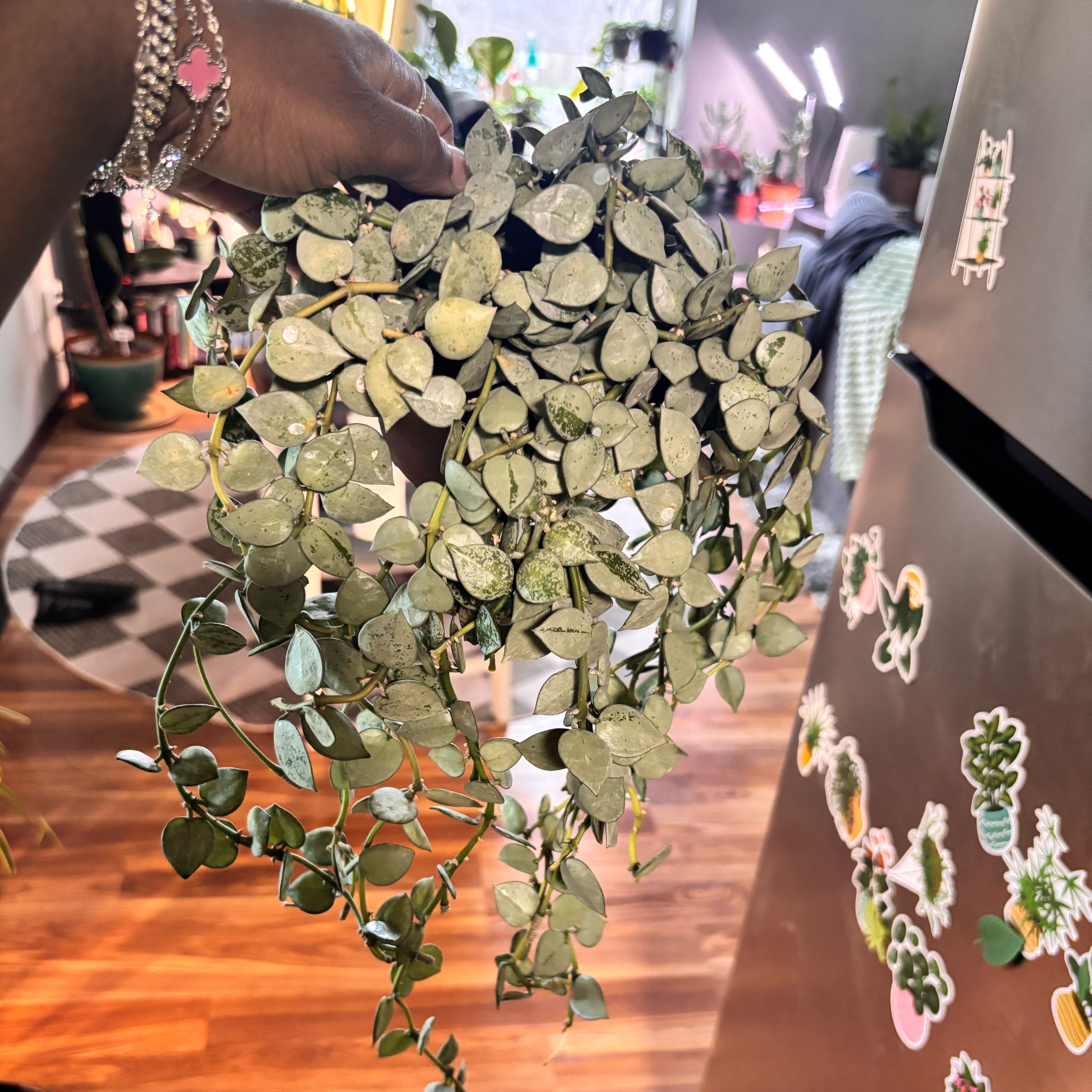 Photo of the plant species Super Silver Hoyaa Krohniana by @Plant-princesss named Muhammad Ali on Greg, the plant care app