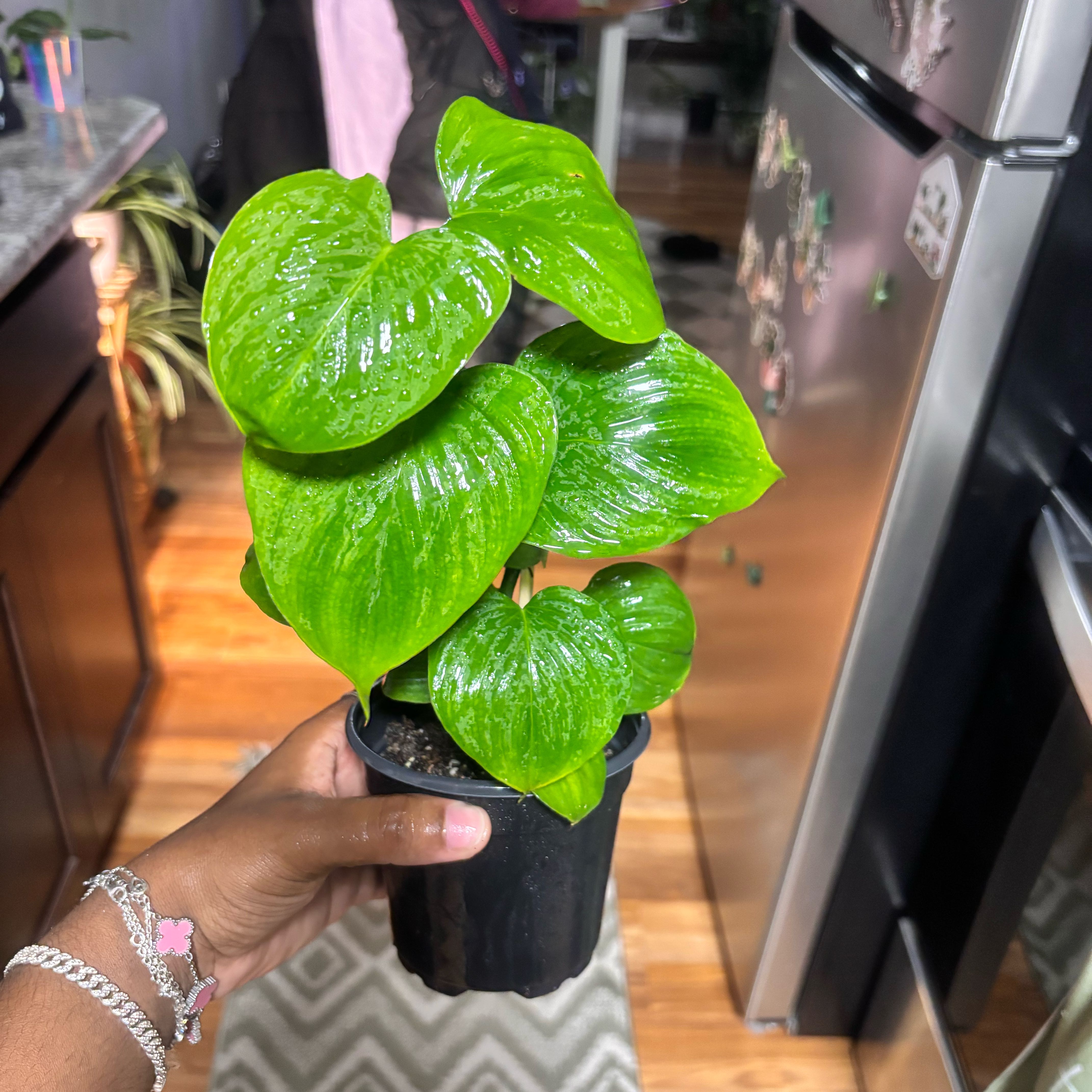 Photo of the plant species philodendron peru by @Plant-princesss named Lebron on Greg, the plant care app