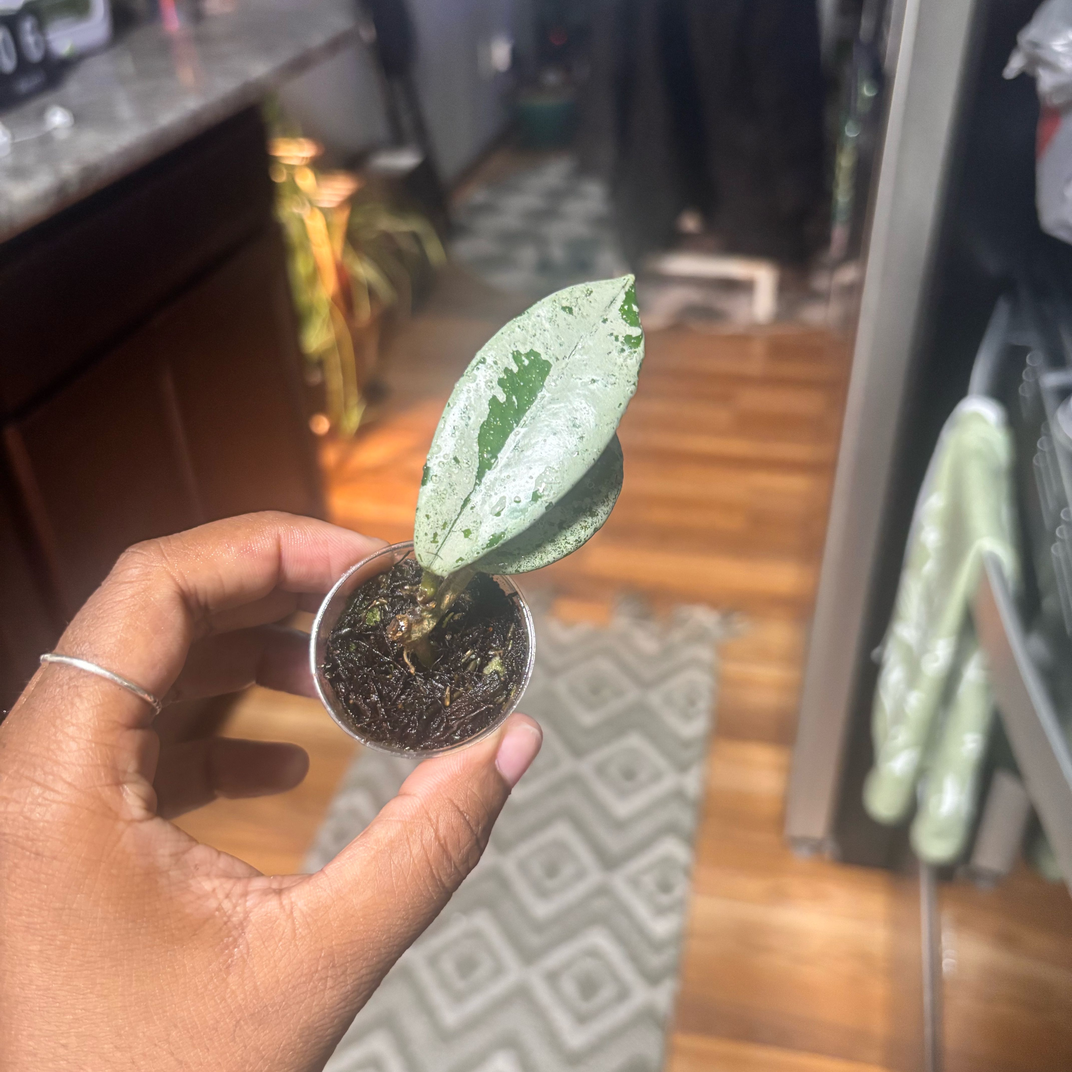 Photo of the plant species Hoya Carnosa 'Wilbur Graves' by @Plant-princesss named Marilyn on Greg, the plant care app