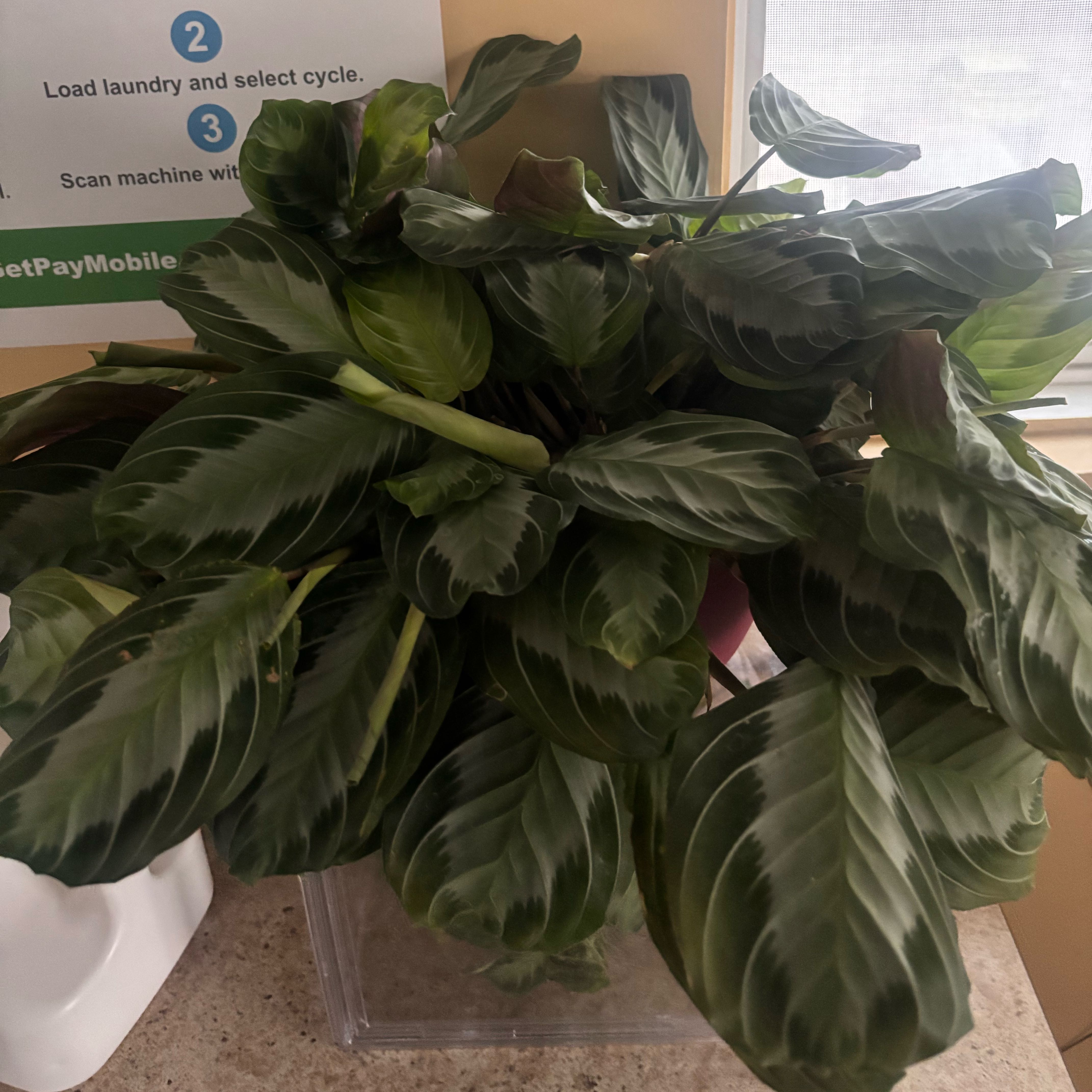 Photo of the plant species Maranta by @Plant-princesss named Taylor Swift on Greg, the plant care app