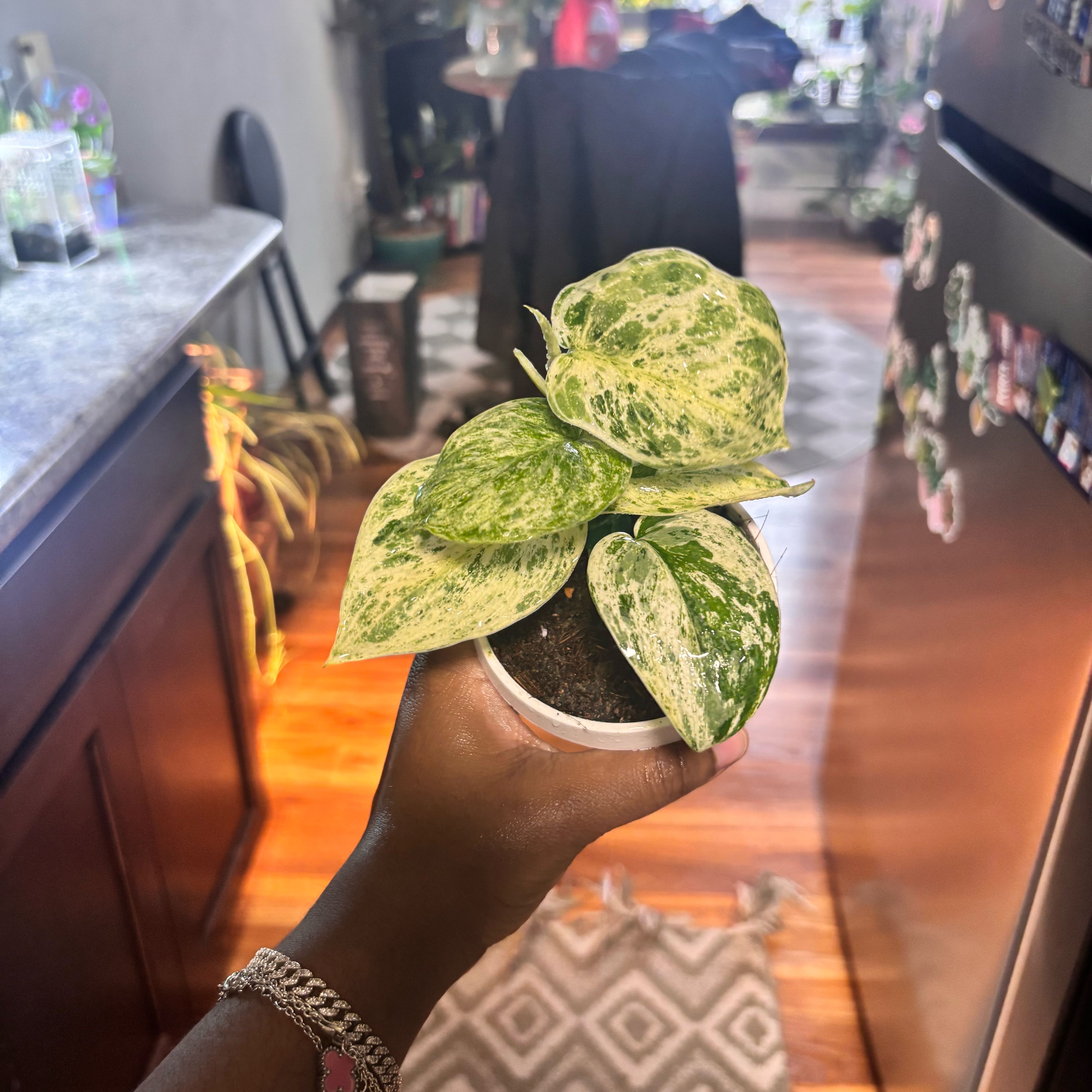Photo of the plant species Scindapsus Jade Satin Aurea Variegated by @Plant-princesss named Homer on Greg, the plant care app