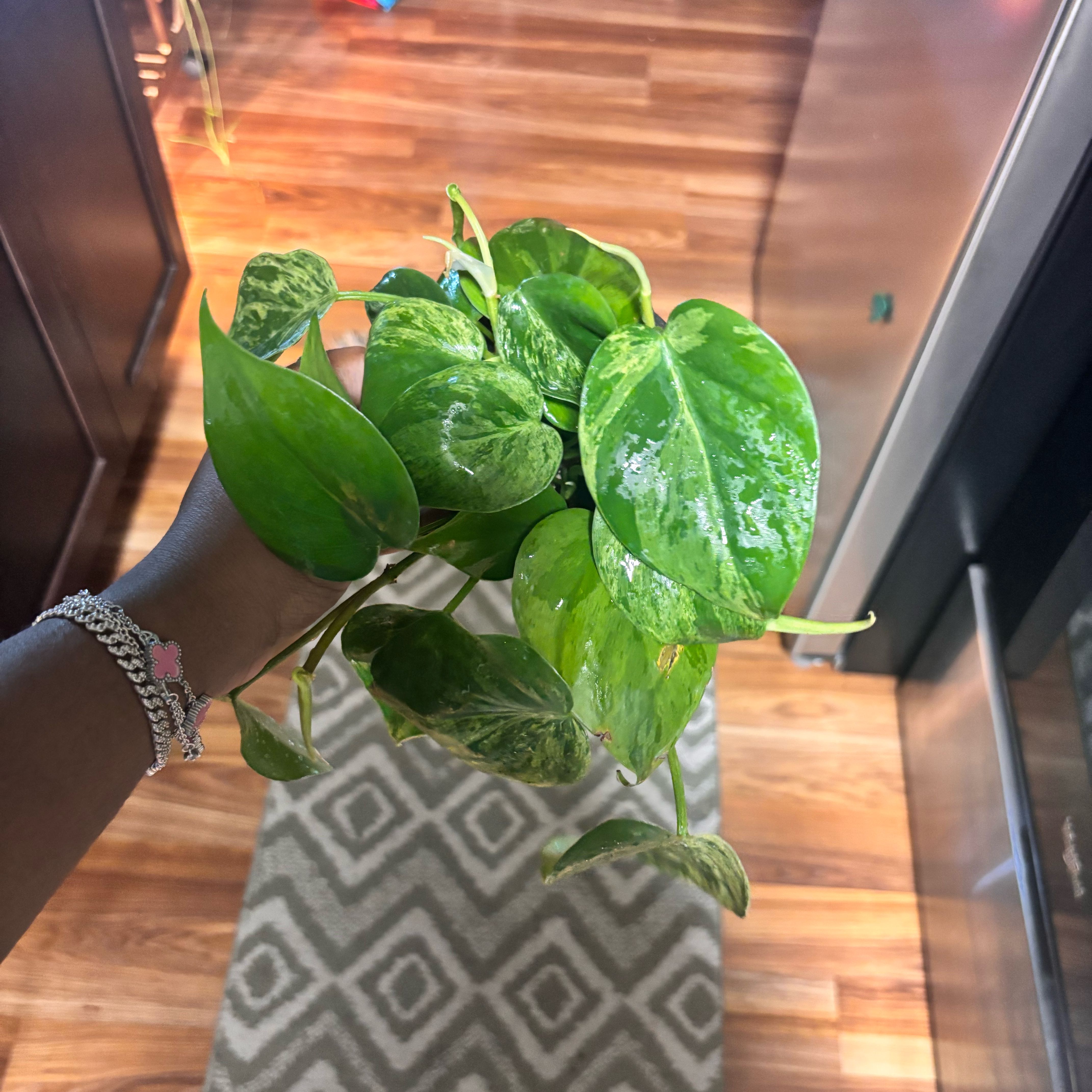 Photo of the plant species Variegated Heartleaf Philodendron by @Plant-princesss named Lavender on Greg, the plant care app