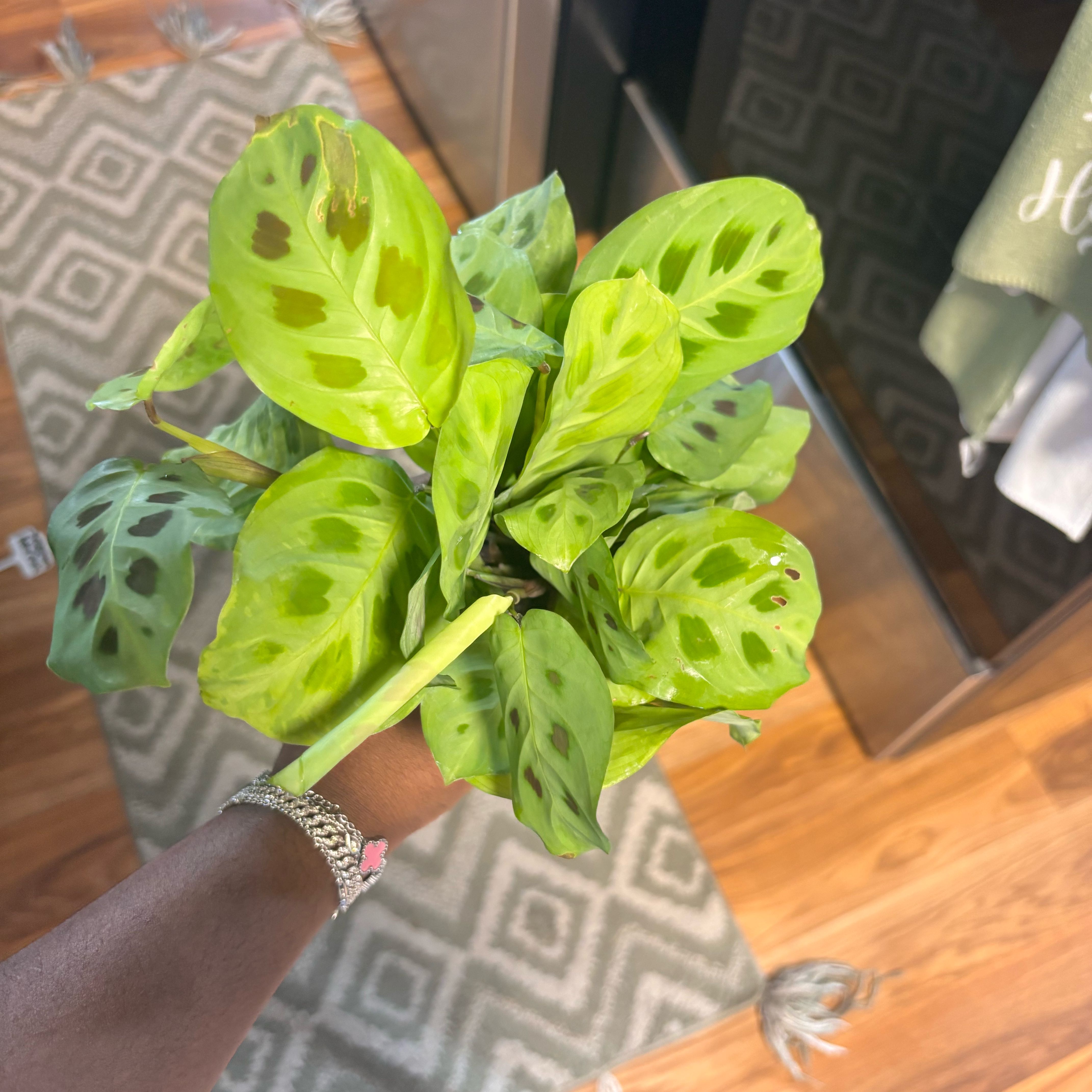 Photo of the plant species Prayer Plant 'Kim' by @Plant-princesss named Lebron on Greg, the plant care app