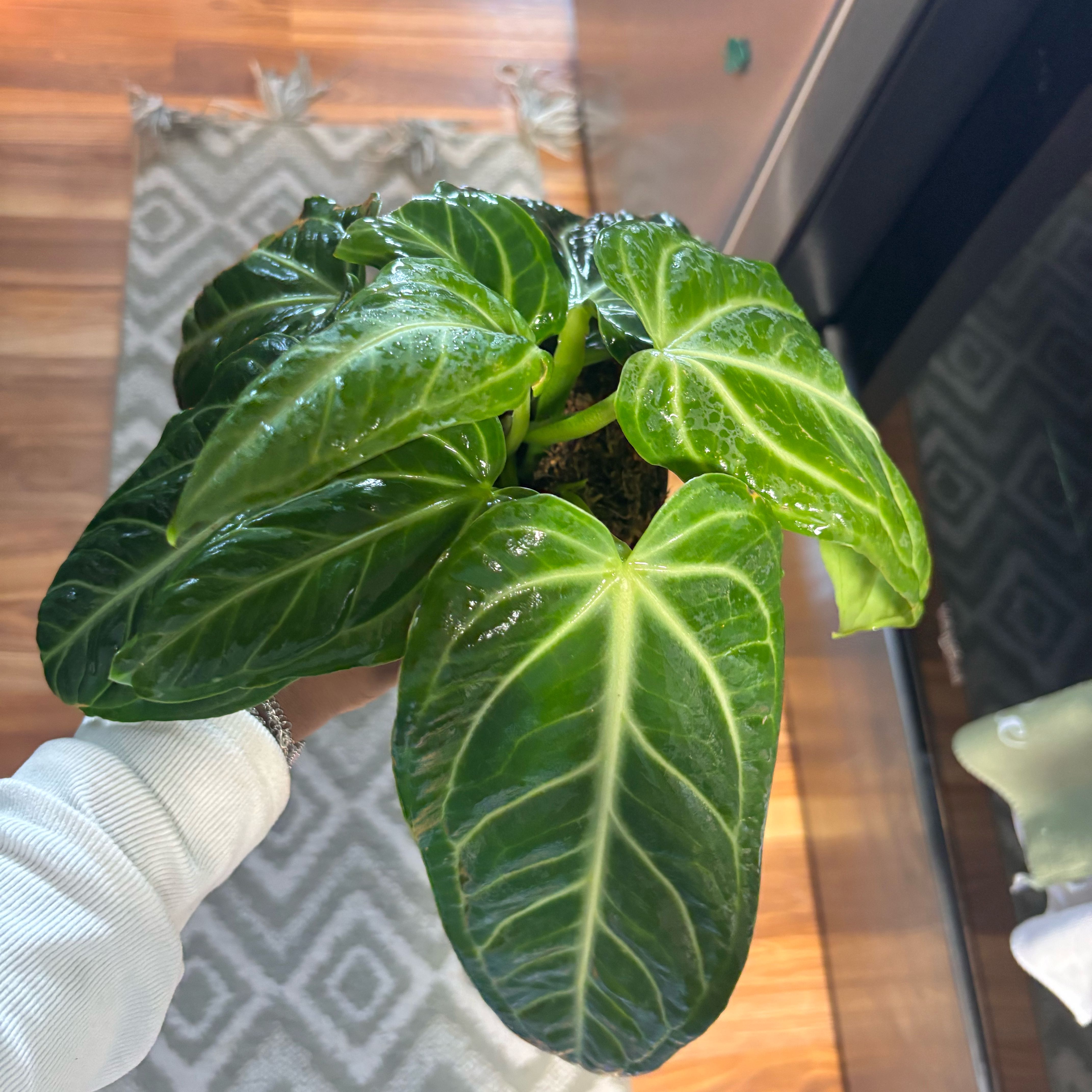 Photo of the plant species Anthurium ‘Villenaorum’ by @Plant-princesss named Drake on Greg, the plant care app
