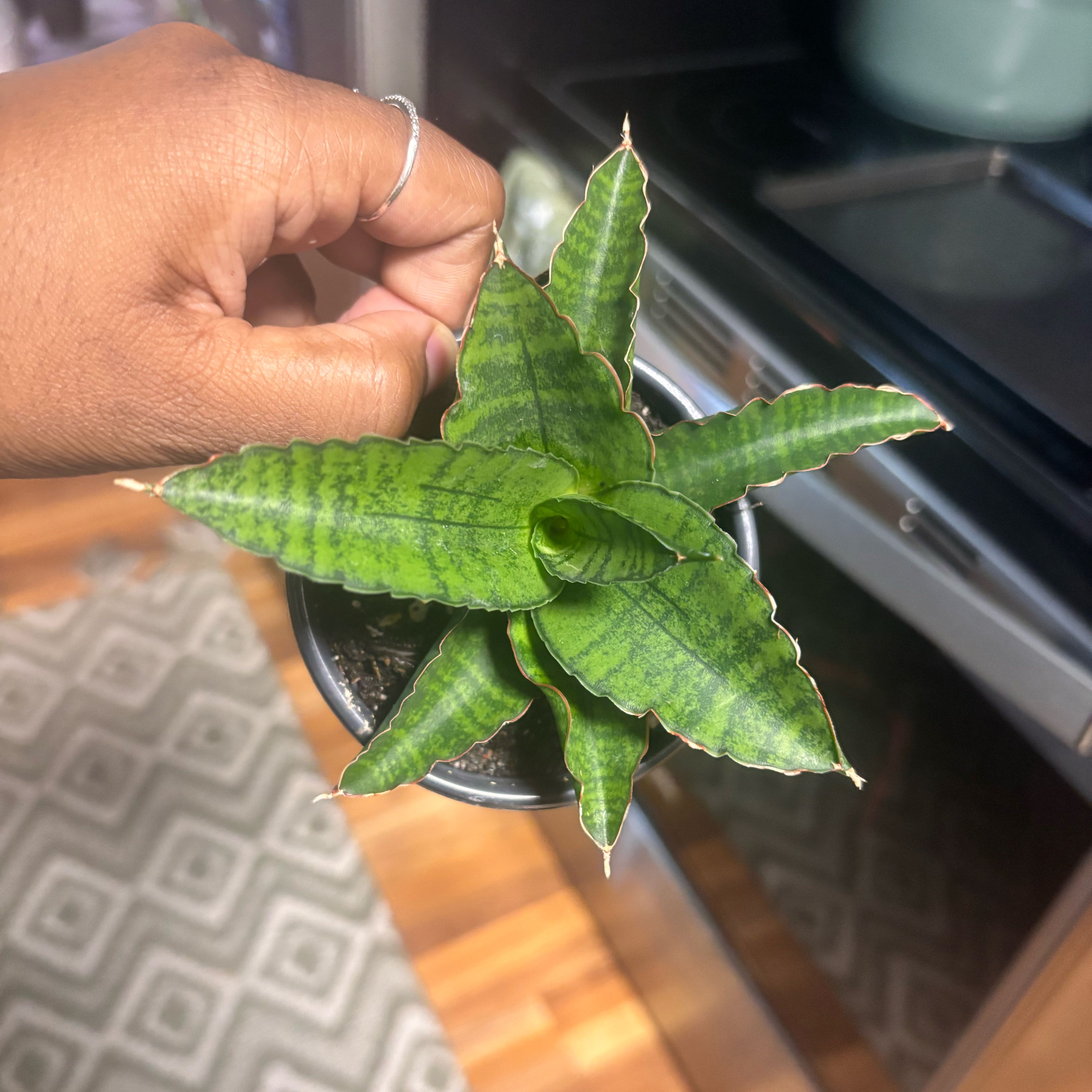 Photo of the plant species Silver Blue by @Plant-princesss named Plato on Greg, the plant care app
