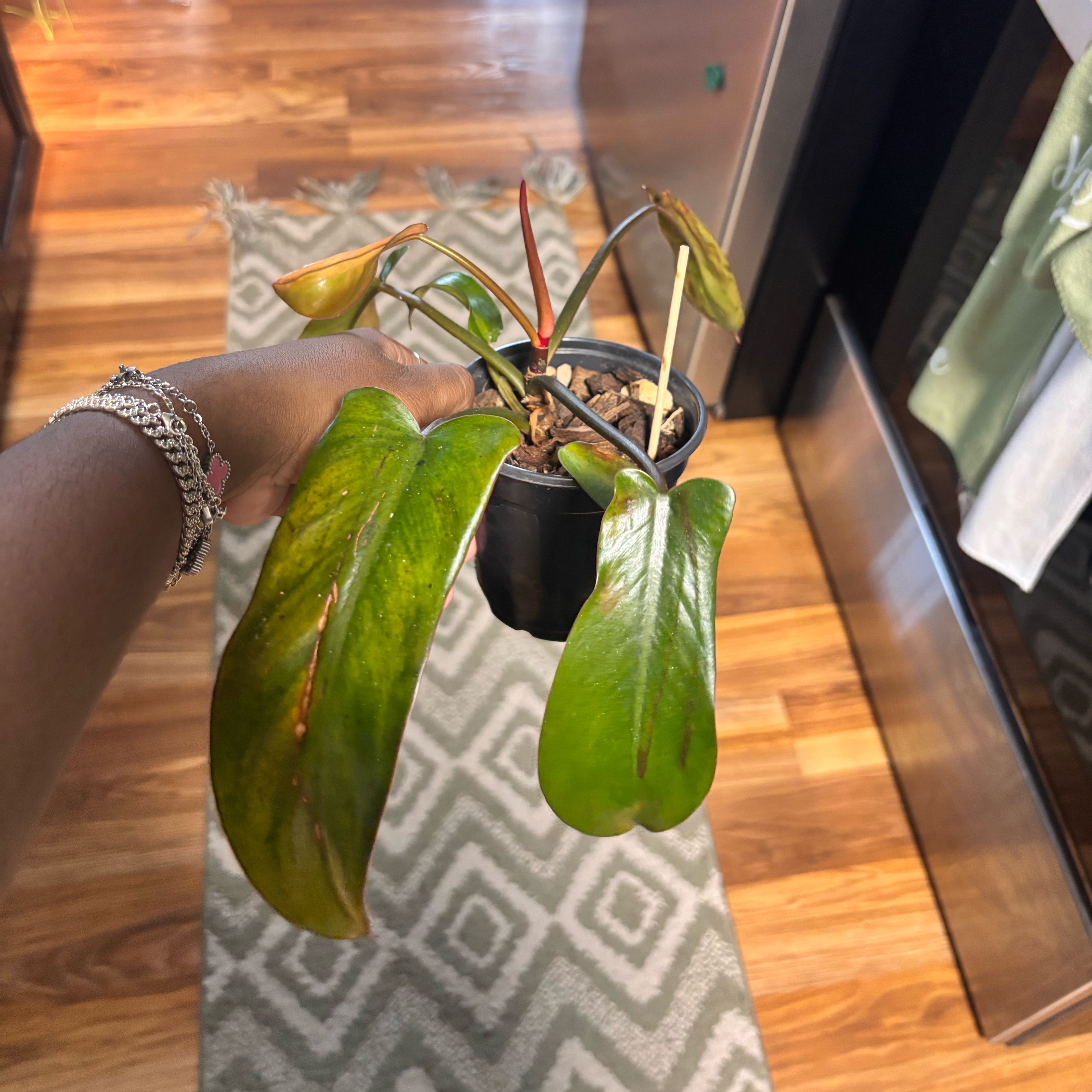 Photo of the plant species Philodendron 'Florida Bronze' by @Plant-princesss named Delilah on Greg, the plant care app