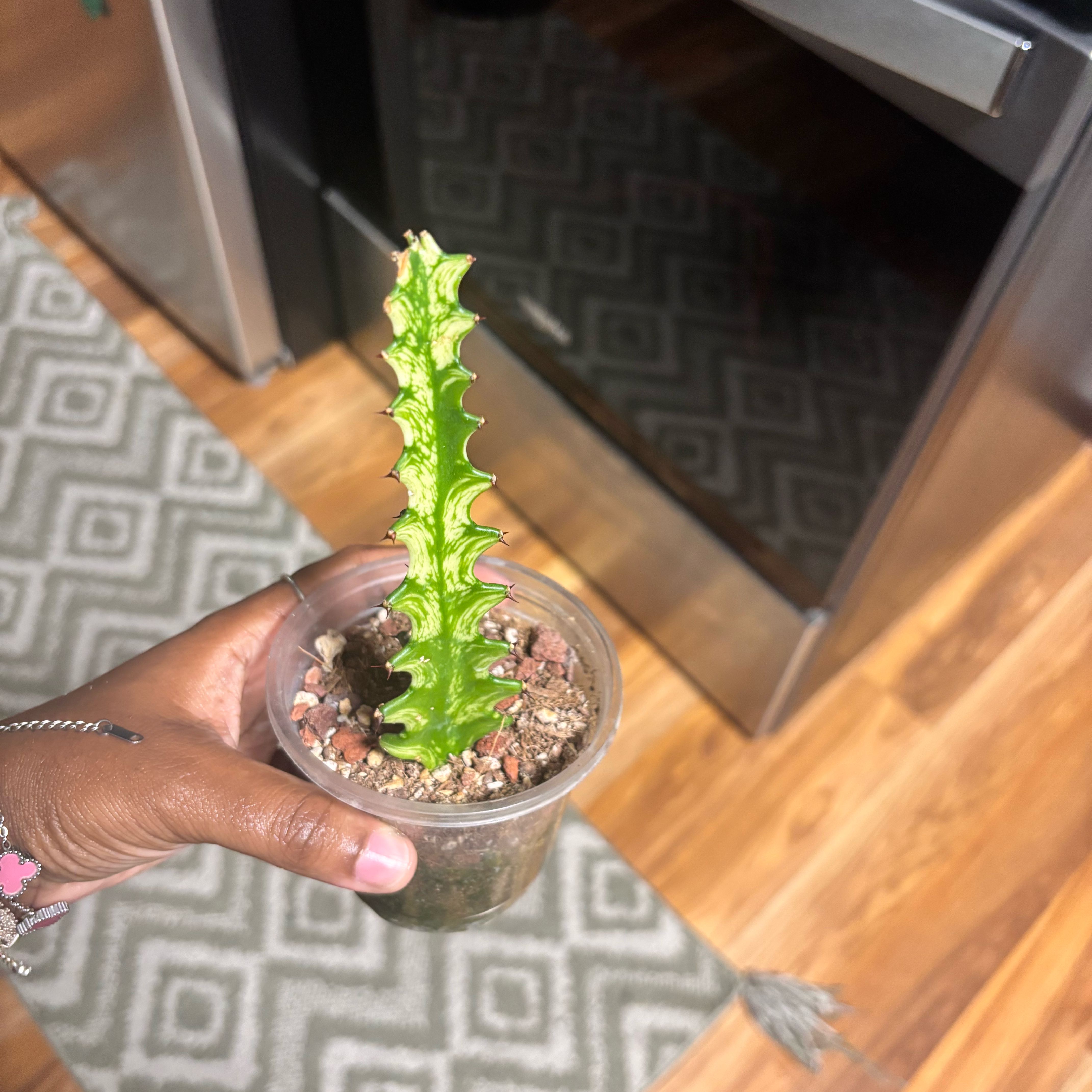 Photo of the plant species Euphorbia lacei by @Plant-princesss named Elle on Greg, the plant care app