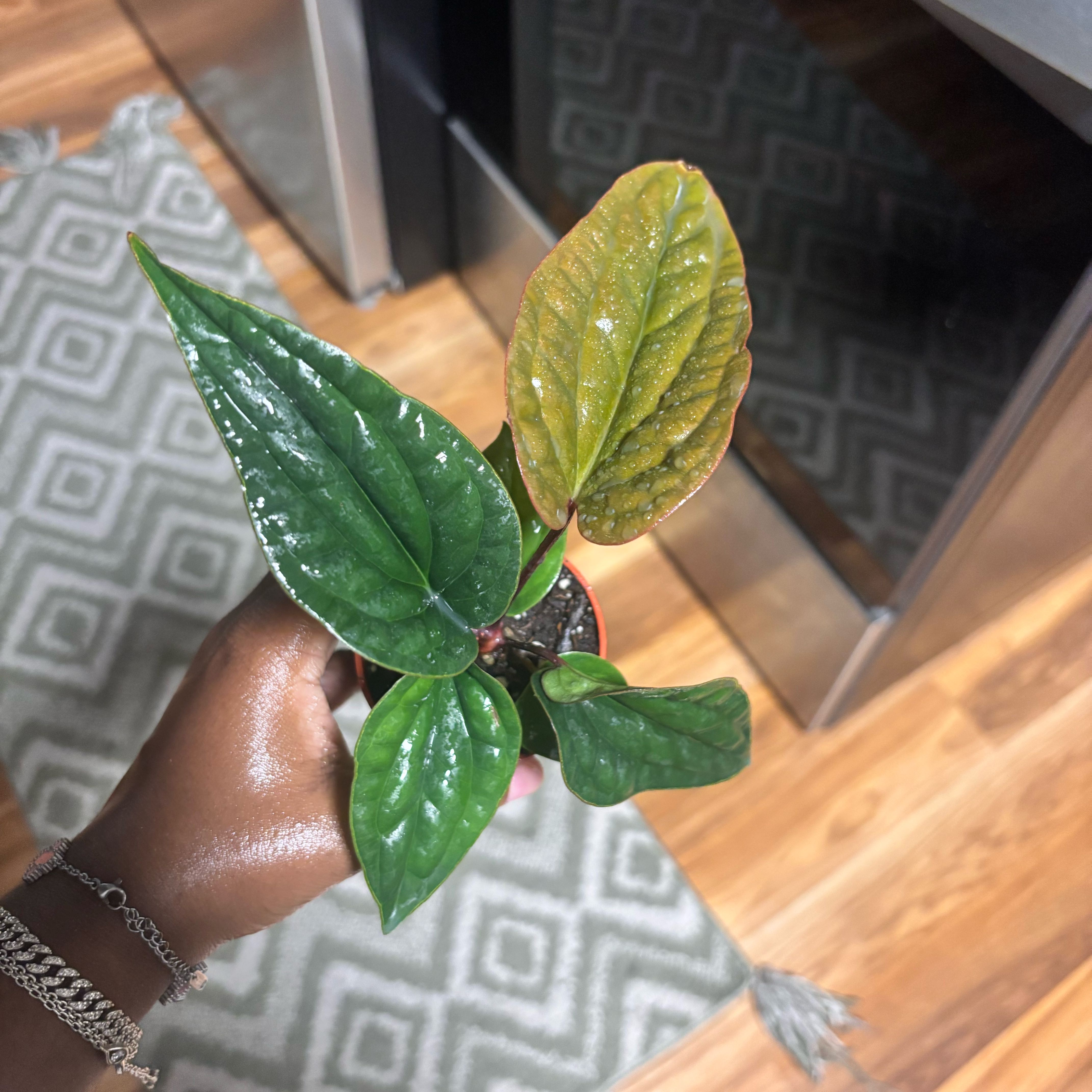 Photo of the plant species Anthurium Radicans x Luxurians by @Plant-princesss named Plato on Greg, the plant care app