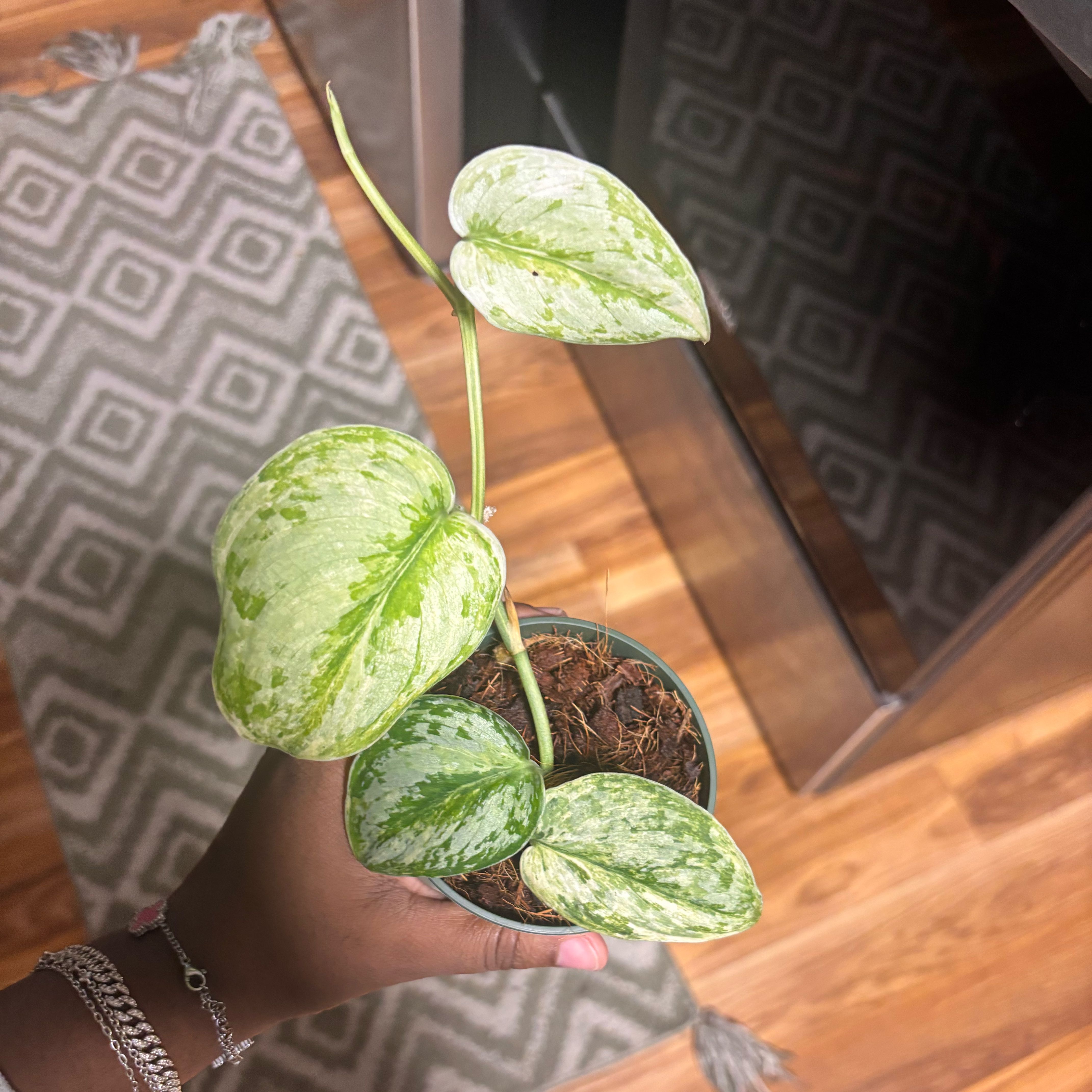 Photo of the plant species Scindapsus variegated by @Plant-princesss named Remington on Greg, the plant care app