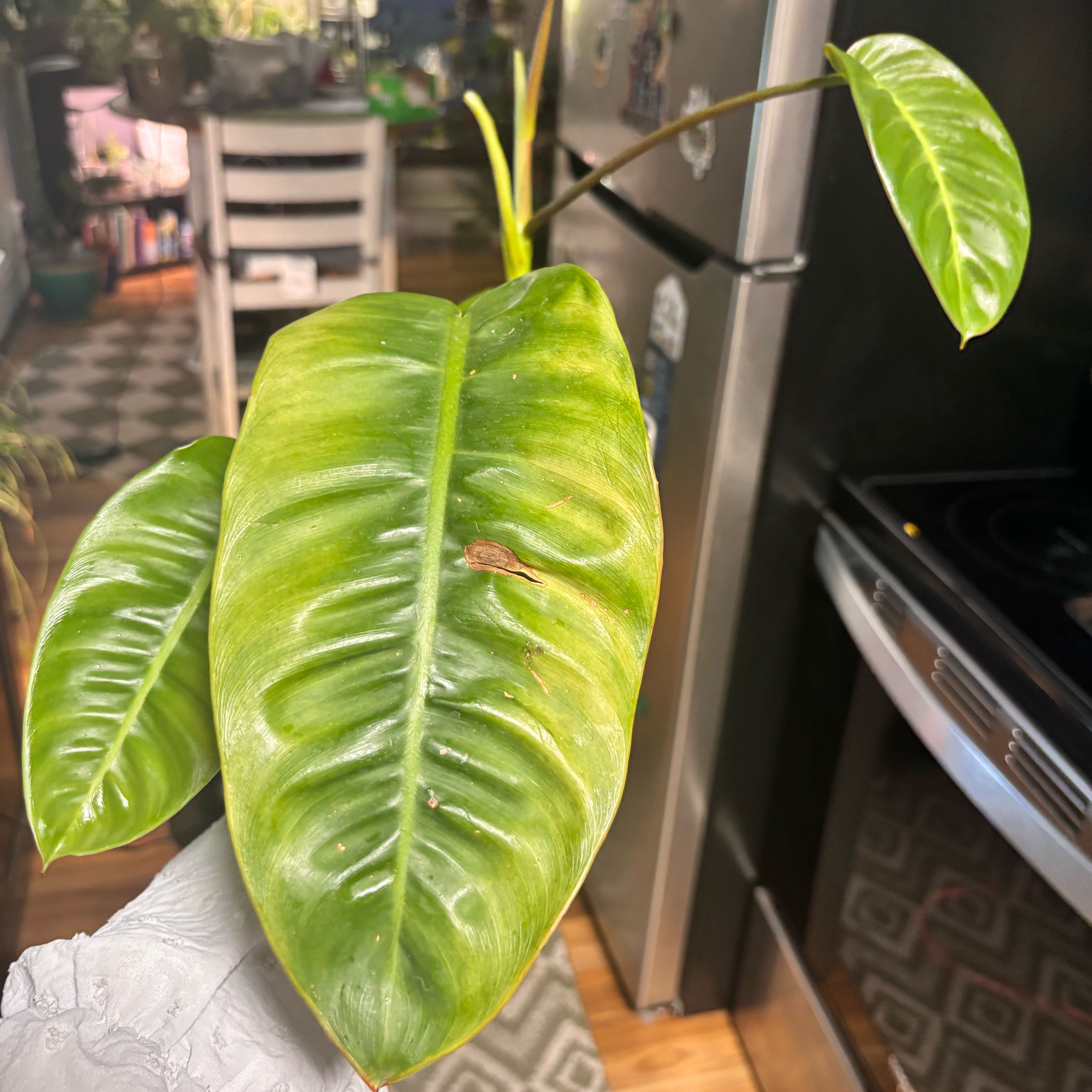 Photo of the plant species Philodendron patriciae by @Plant-princesss named Gaga on Greg, the plant care app