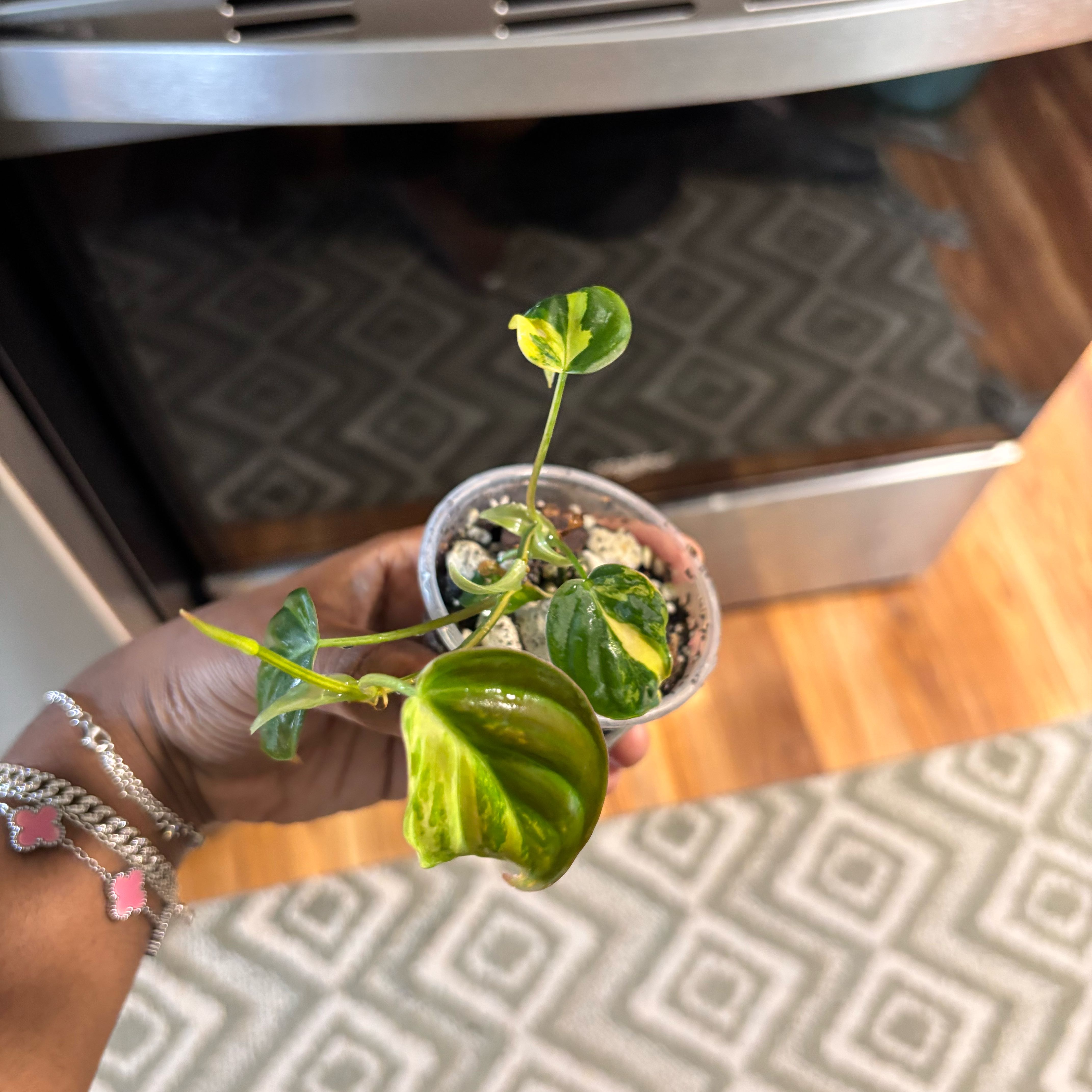 Photo of the plant species Variegated Philodendron Micans Aurea by @Plant-princesss named Zeus on Greg, the plant care app