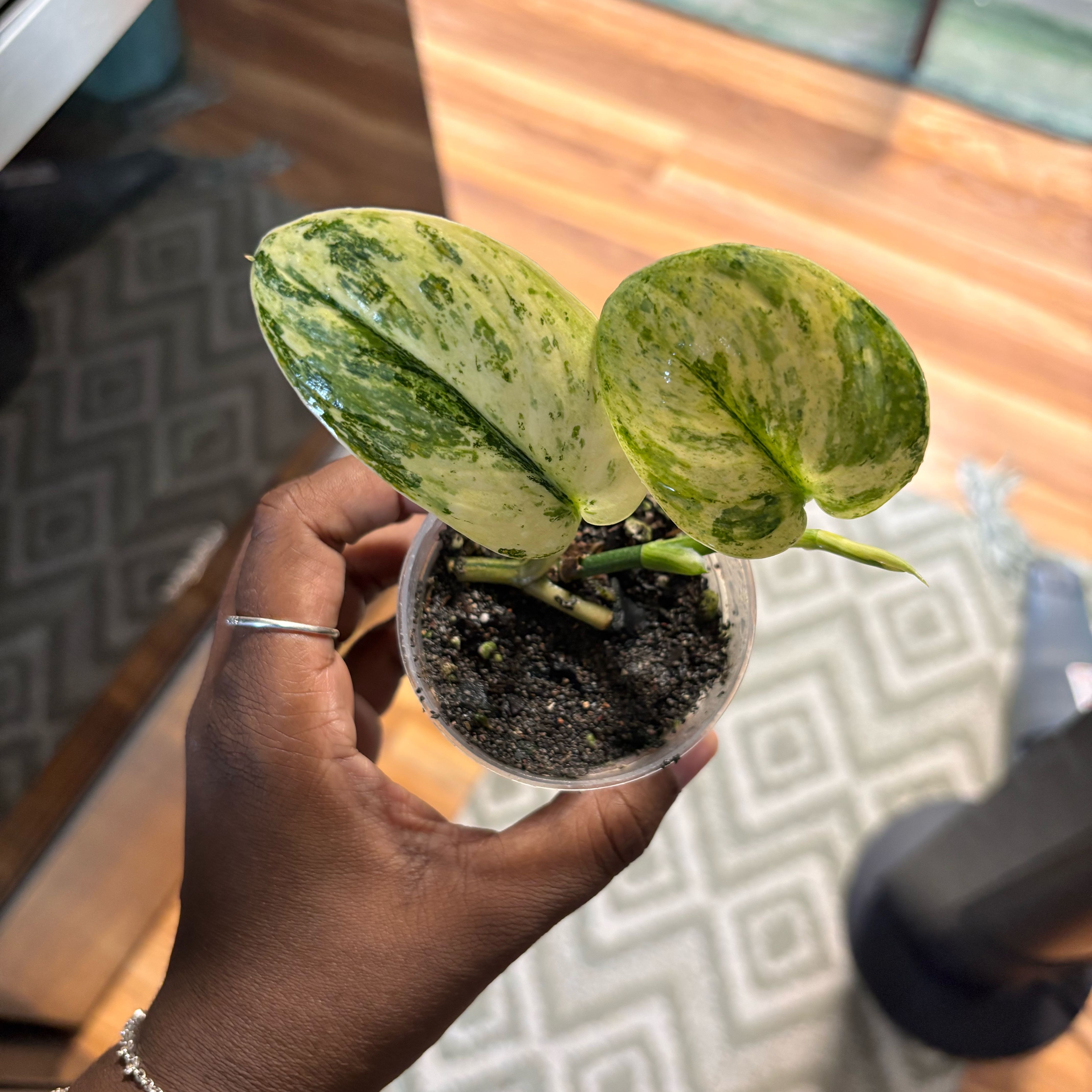 Photo of the plant species Scindapsus pictus ‘Mangurai’ by @Plant-princesss named Lebron on Greg, the plant care app