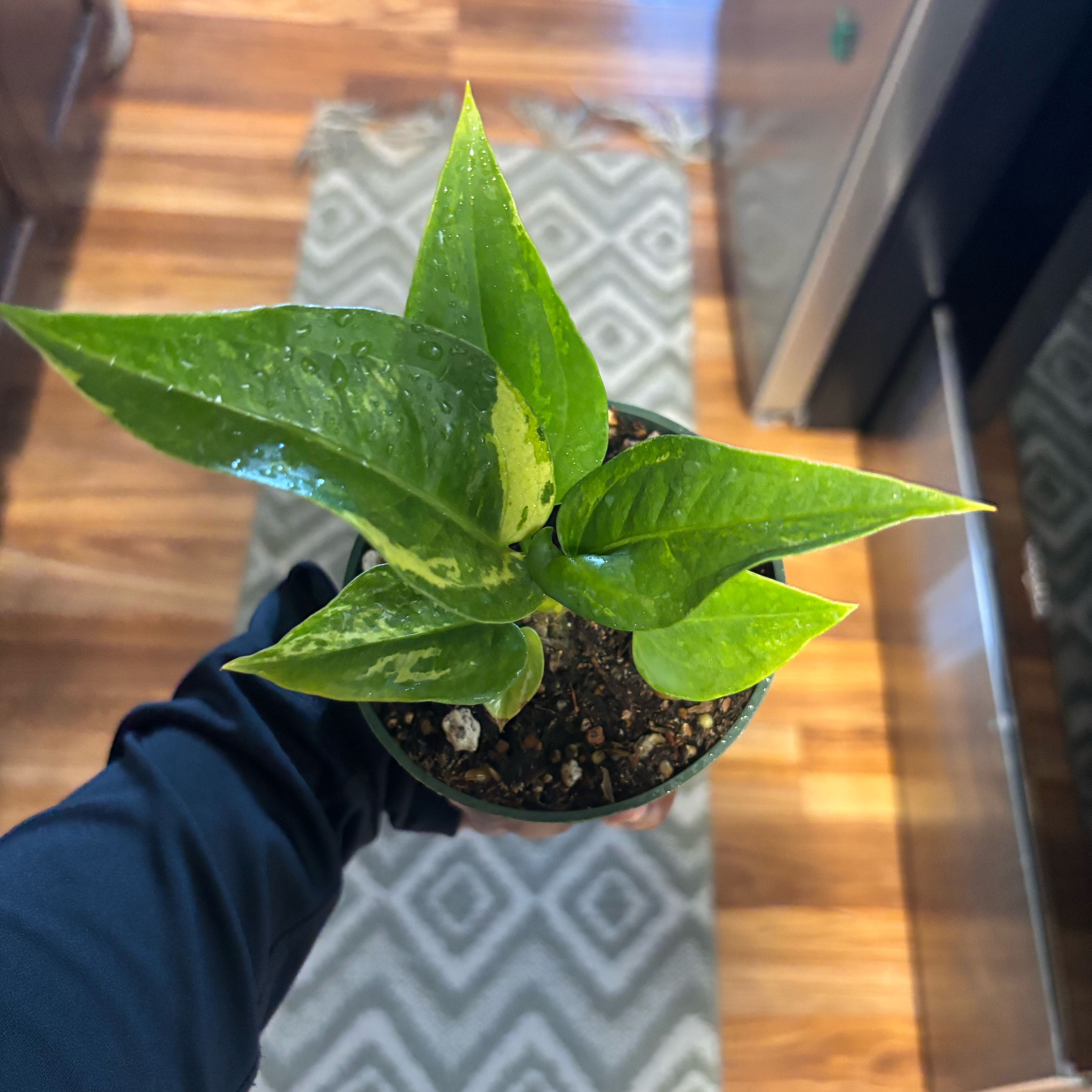 Photo of the plant species Anthurium 'Renaissance Variegated' by @Plant-princesss named Michelle Branch on Greg, the plant care app