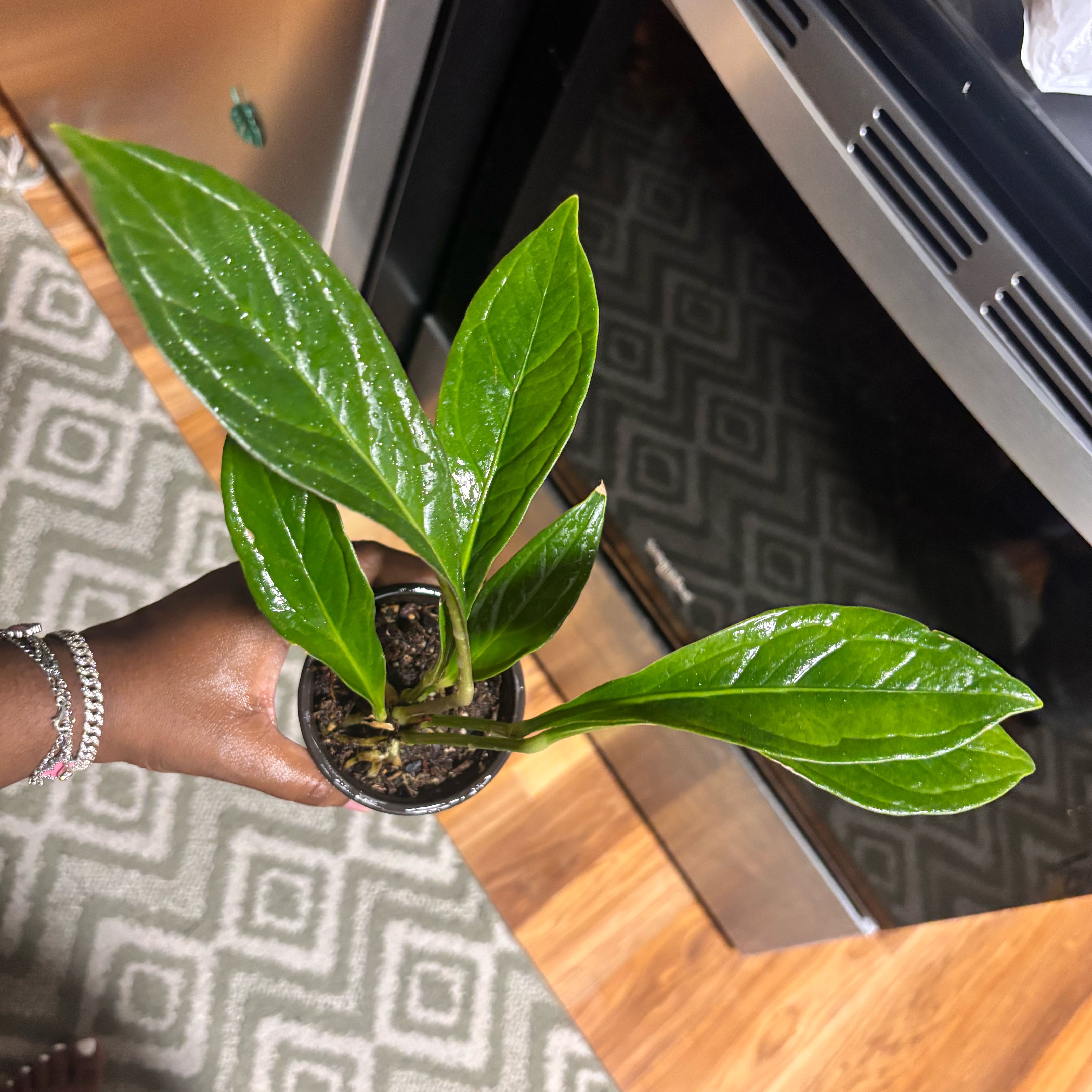 Photo of the plant species Anthurium Cobra by @Plant-princesss named Daphne on Greg, the plant care app