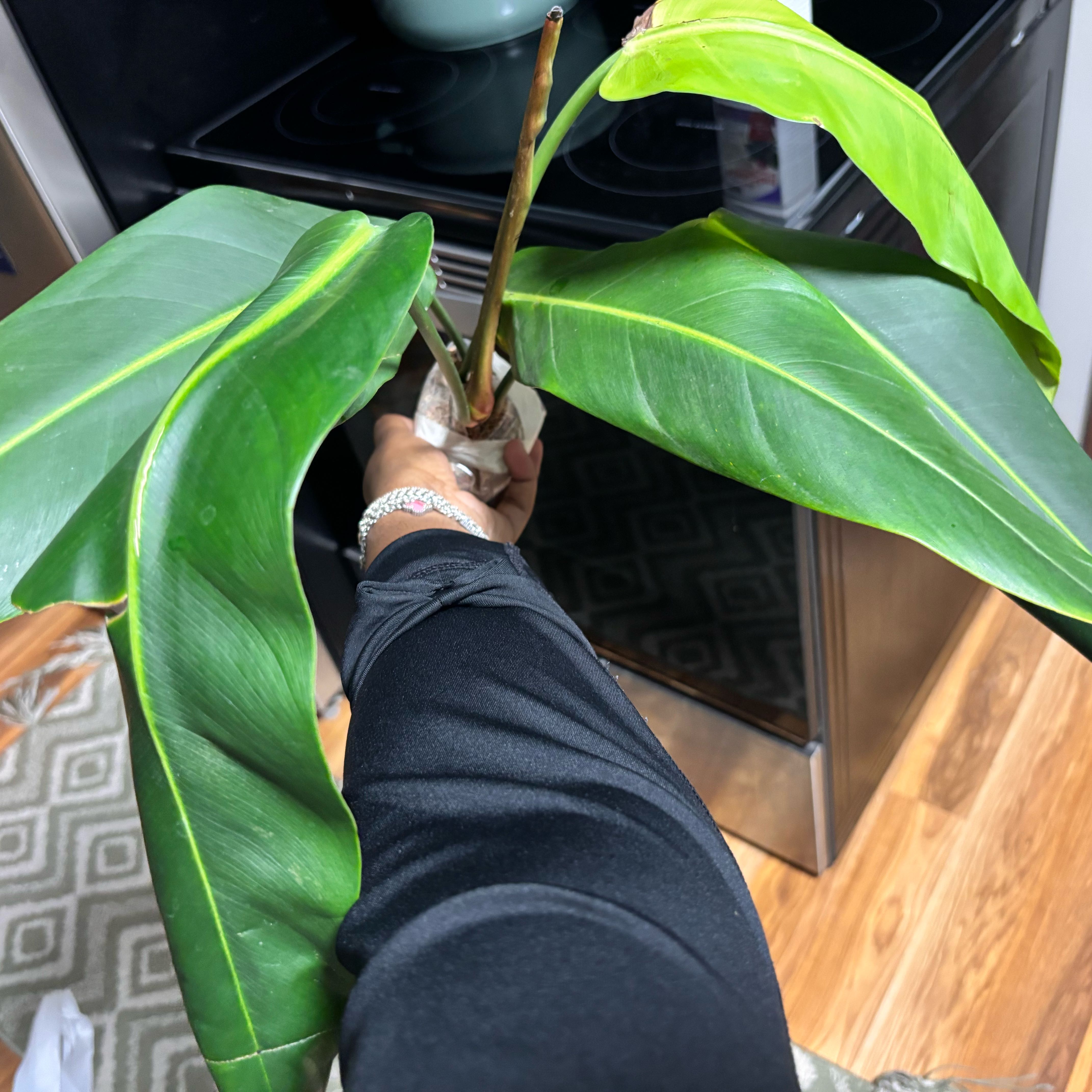 Photo of the plant species Philodendron patriciae by @Plant-princesss named Dolores on Greg, the plant care app