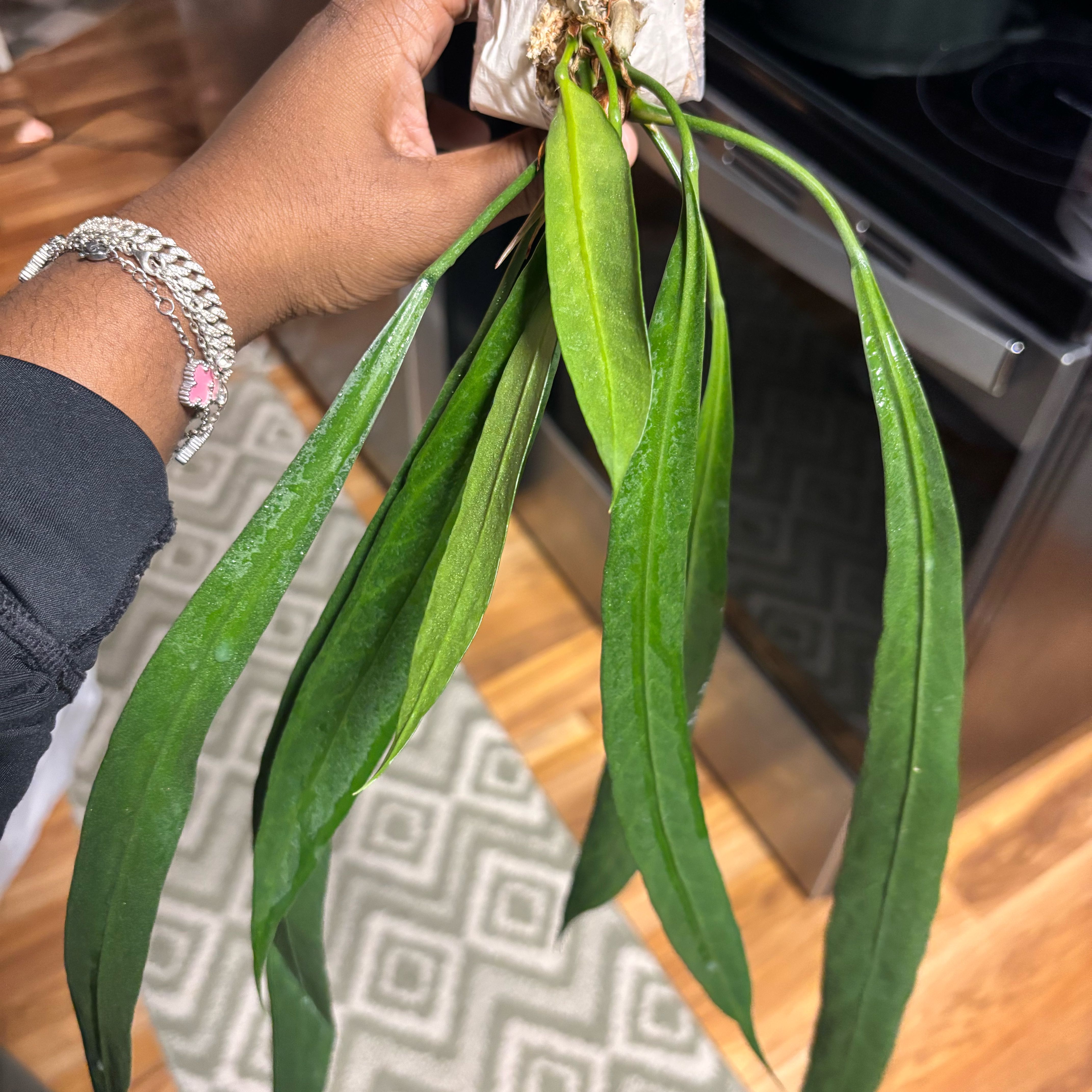 Photo of the plant species strap-leaved anthurium by @Plant-princesss named Emerson on Greg, the plant care app