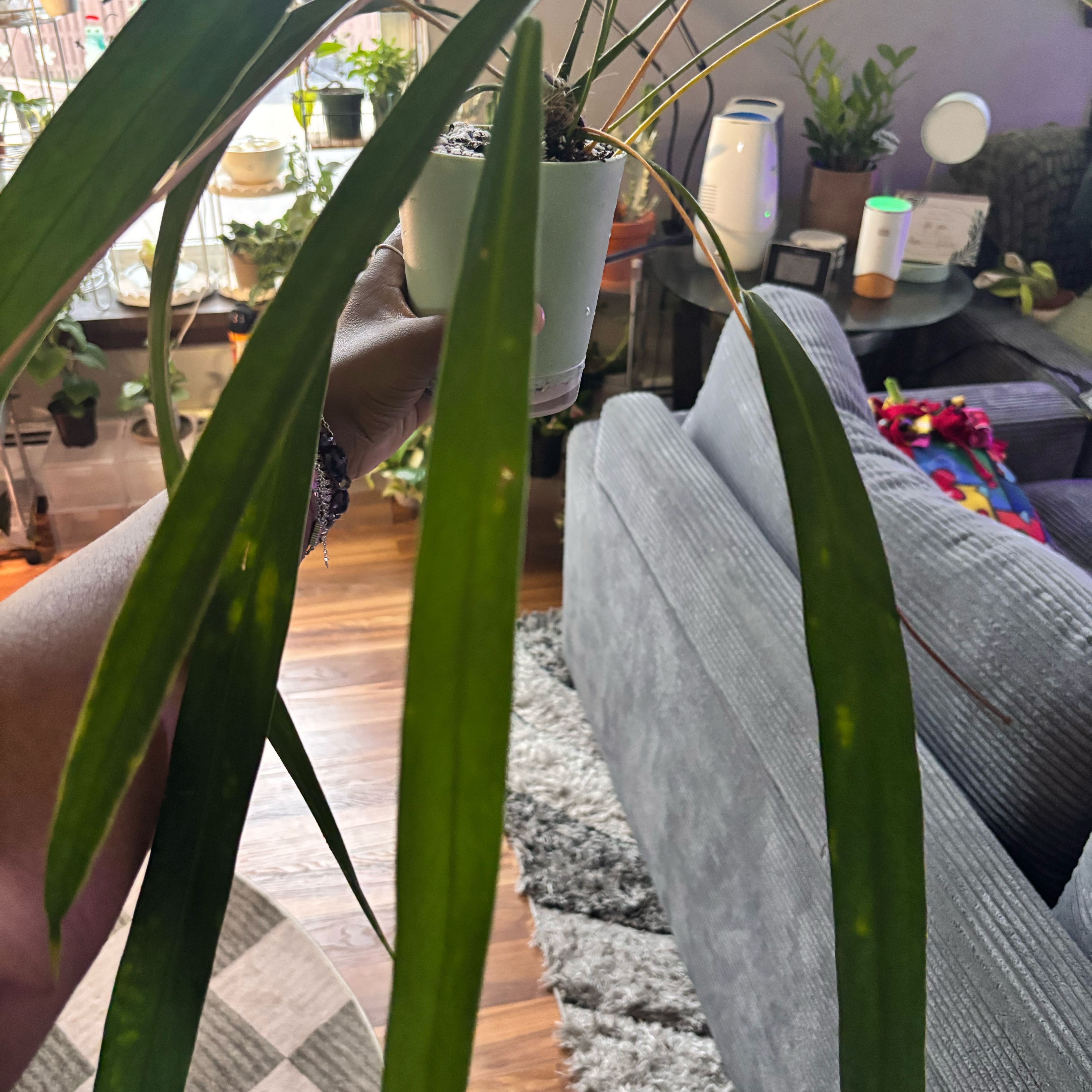 Photo of the plant species Friedrichsthal's Anthurium by @Plant-princesss named Gomez on Greg, the plant care app