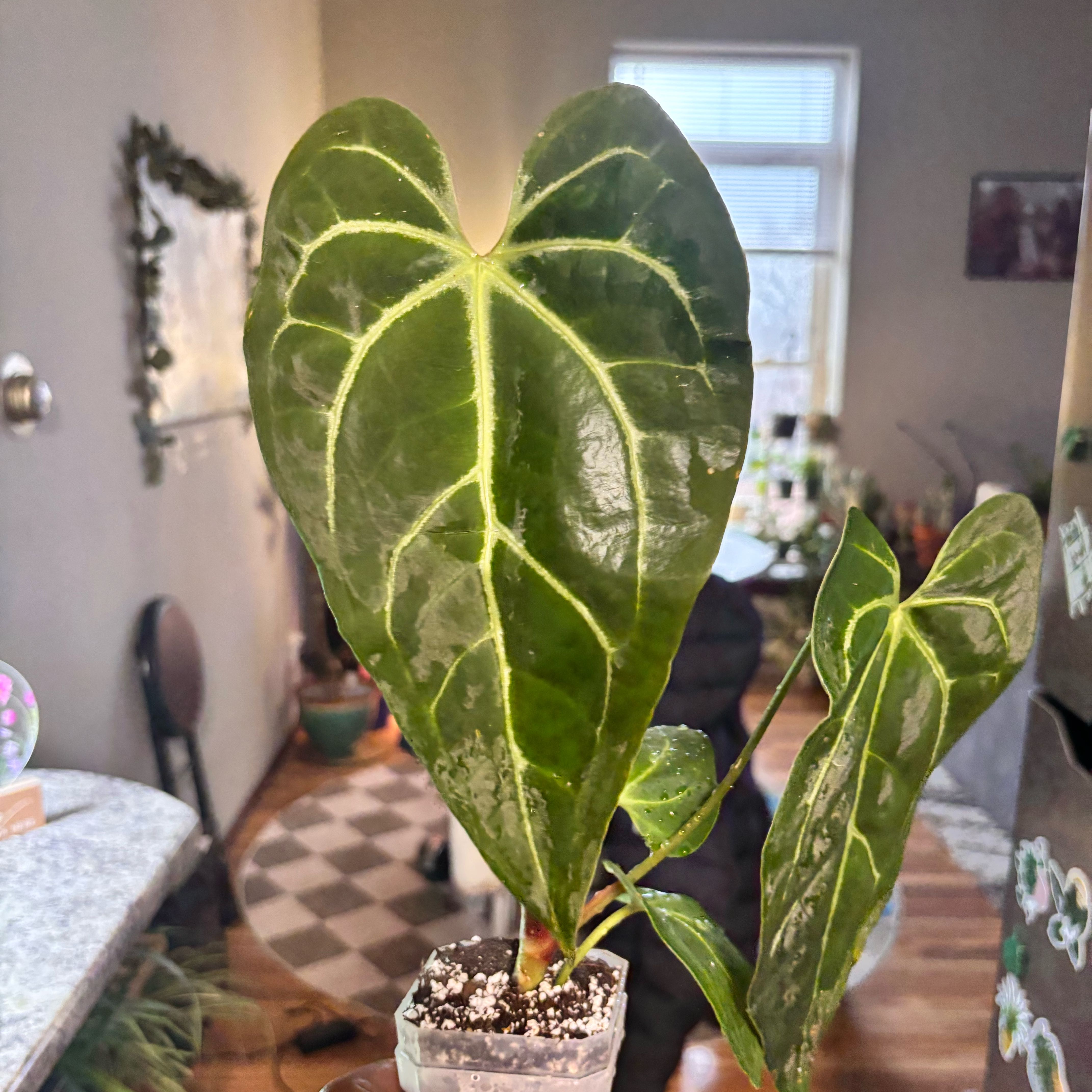 Photo of the plant species Green Mamba by @Plant-princesss named Clooney on Greg, the plant care app