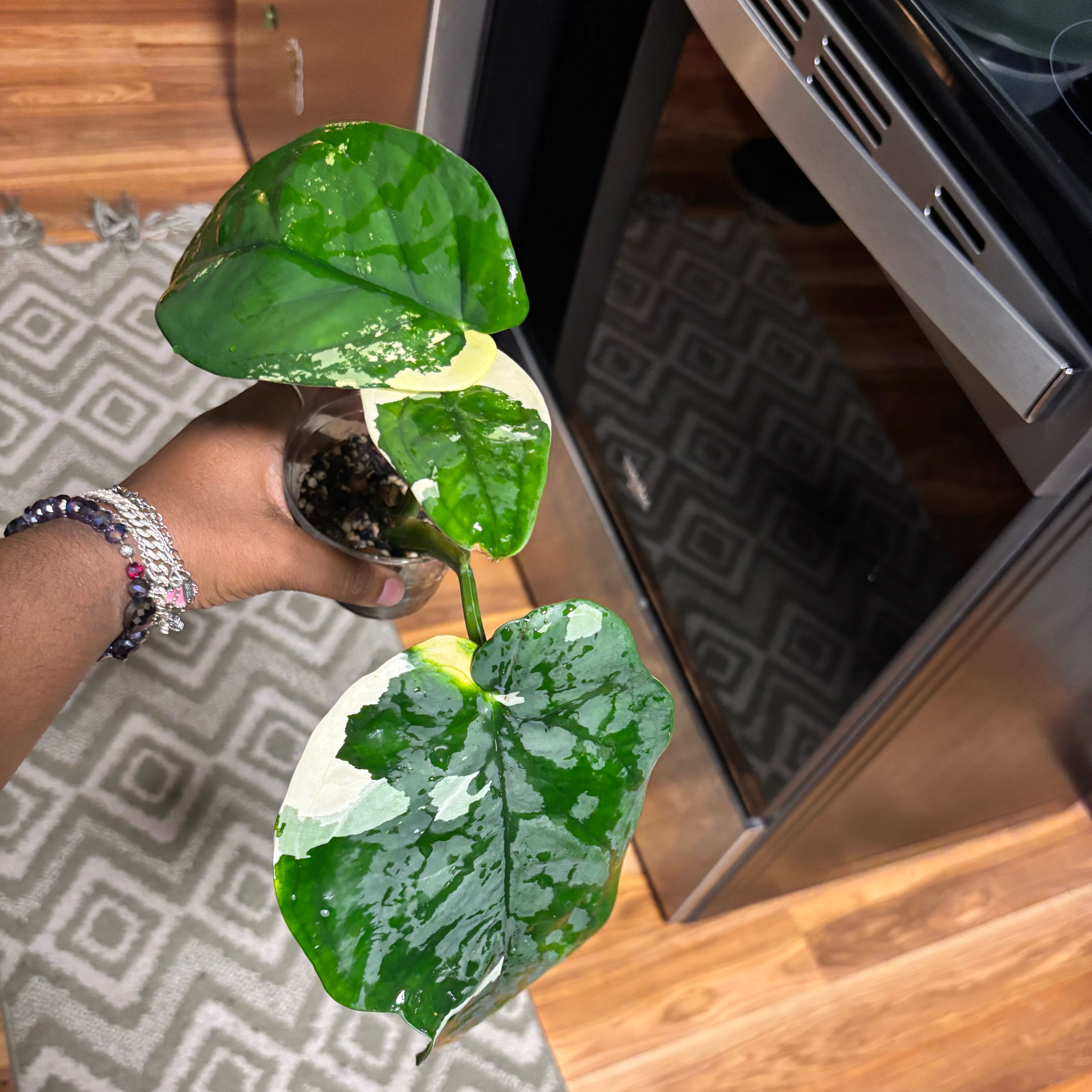 Photo of the plant species Variegated Chiapense by @Plant-princesss named Dax on Greg, the plant care app