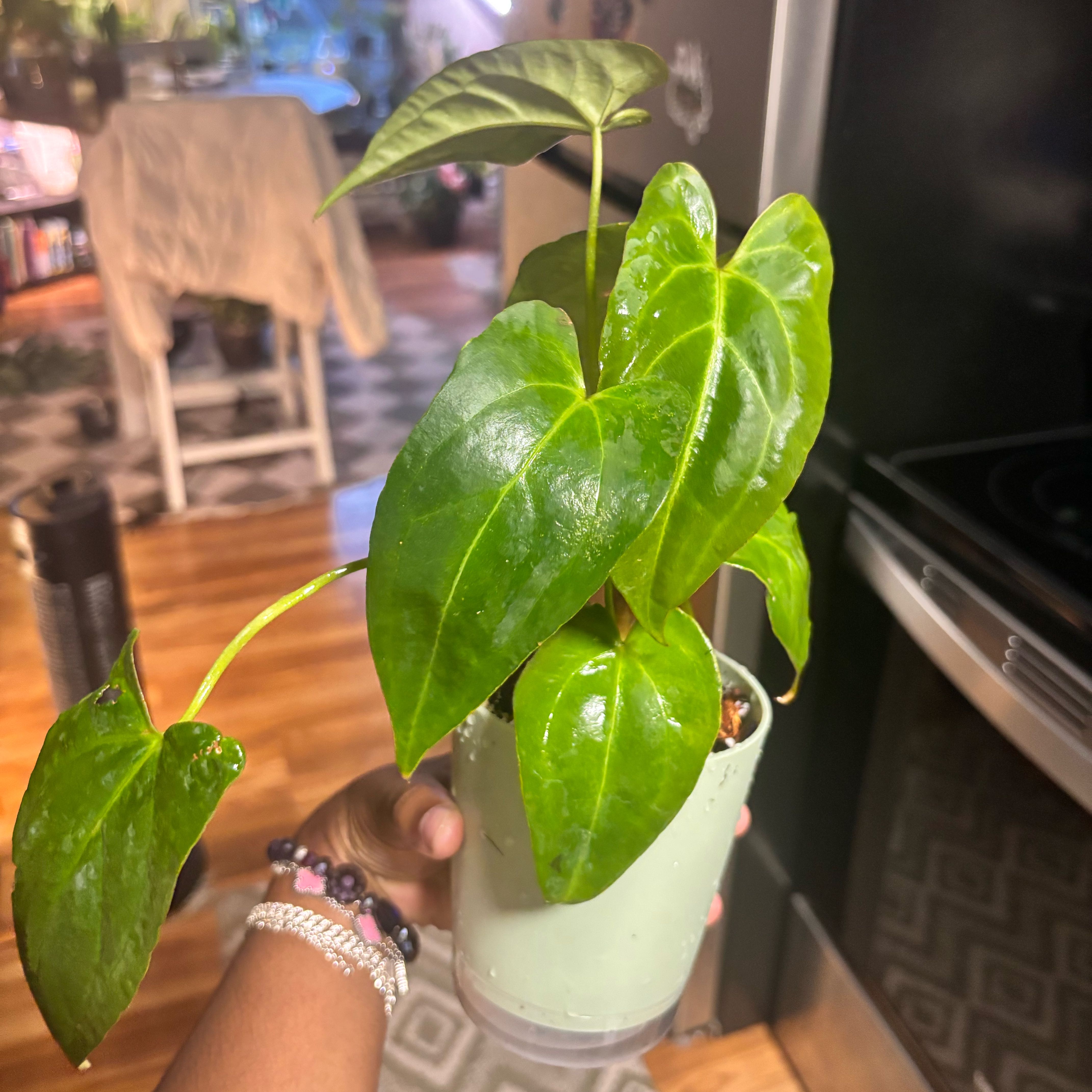 Photo of the plant species Anthurium NOID by @Plant-princesss named Girlfrond on Greg, the plant care app