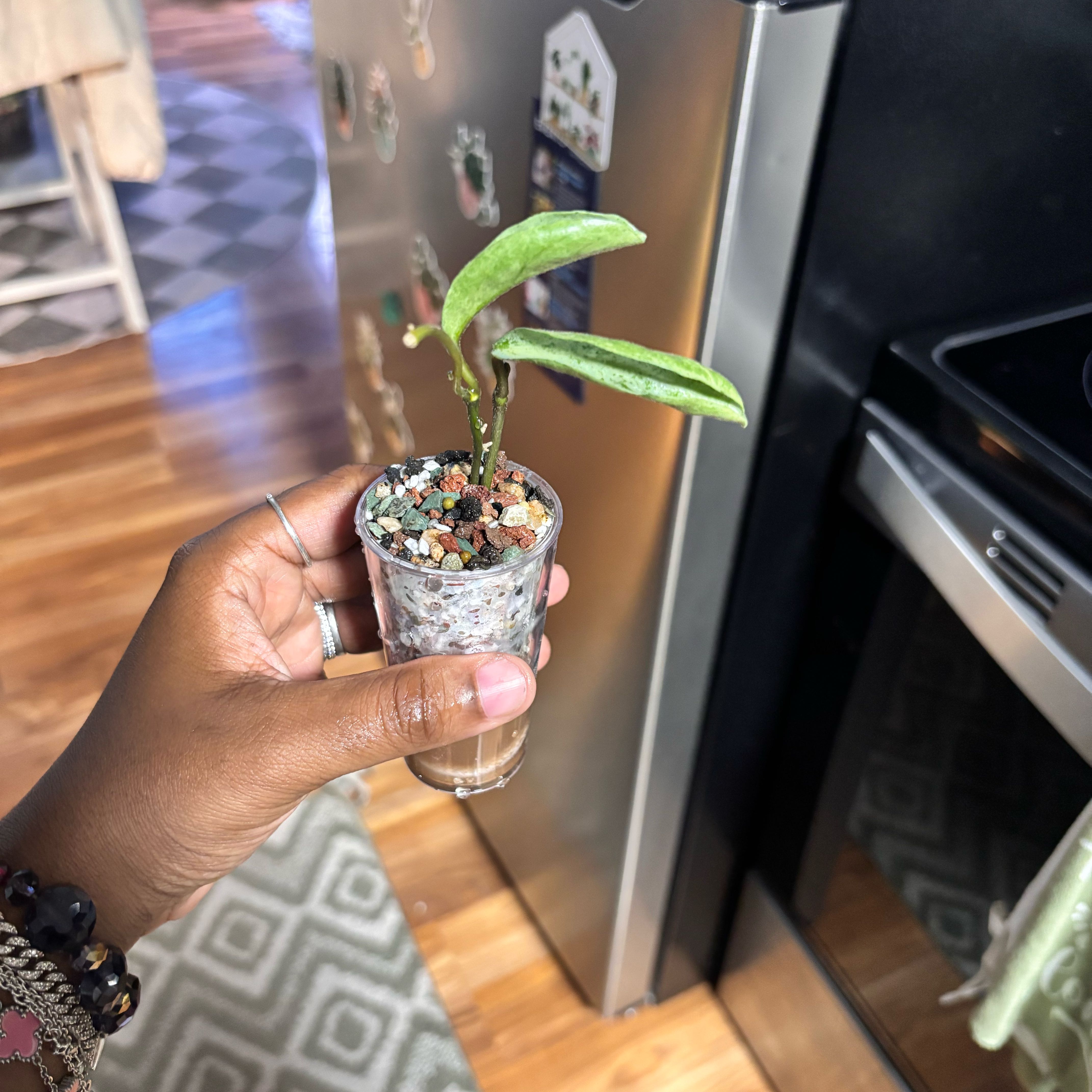 Photo of the plant species Hoya gunung gading ‘Ghost’ by @Plant-princesss named Austen on Greg, the plant care app