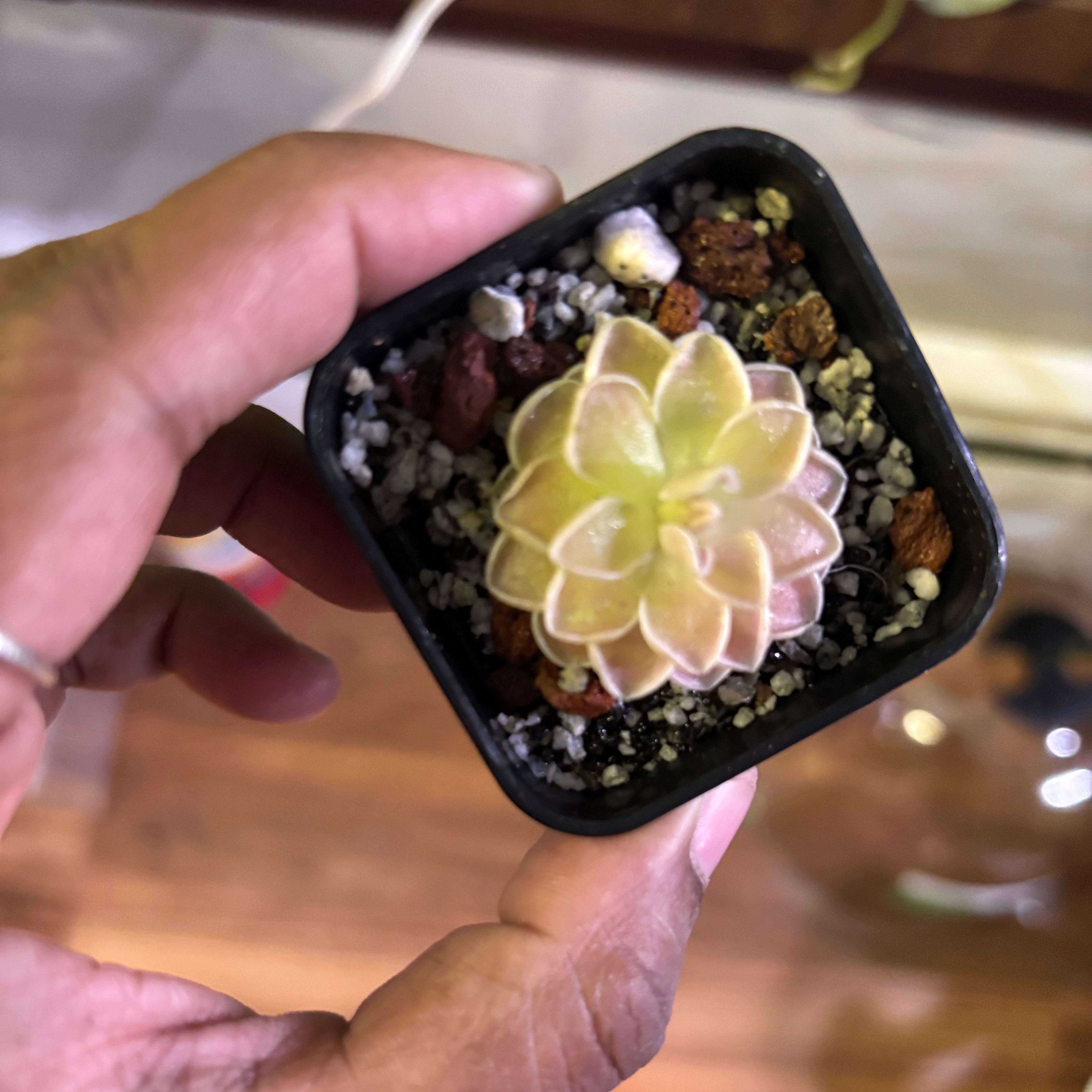 Photo of the plant species Pinguicula ehlersiae by @Plant-princesss named Stella on Greg, the plant care app