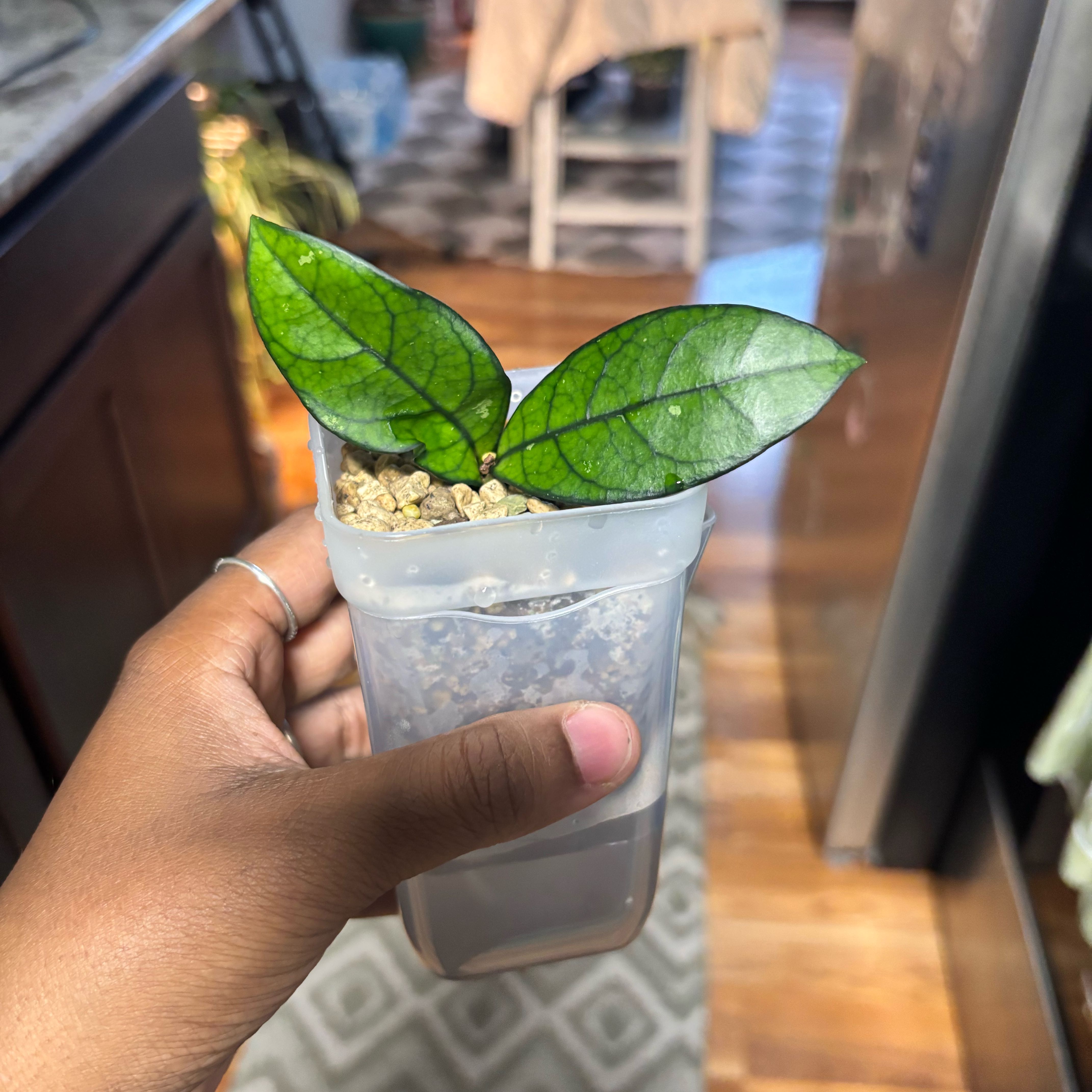 Photo of the plant species Hoya crassipetiolata by @Plant-princesss named Muhammad Ali on Greg, the plant care app