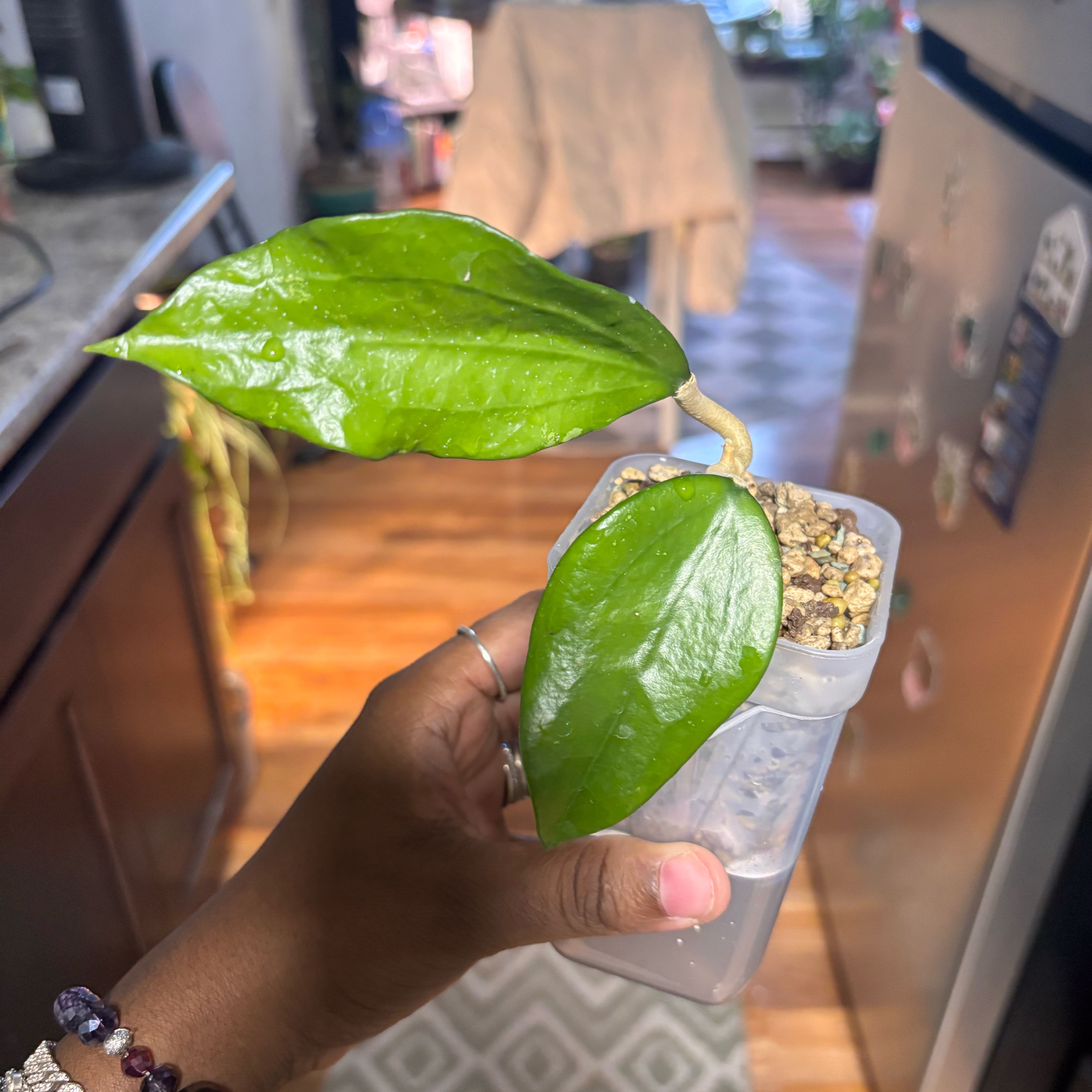 Photo of the plant species Hoya aldrichii by @Plant-princesss named Sanders on Greg, the plant care app