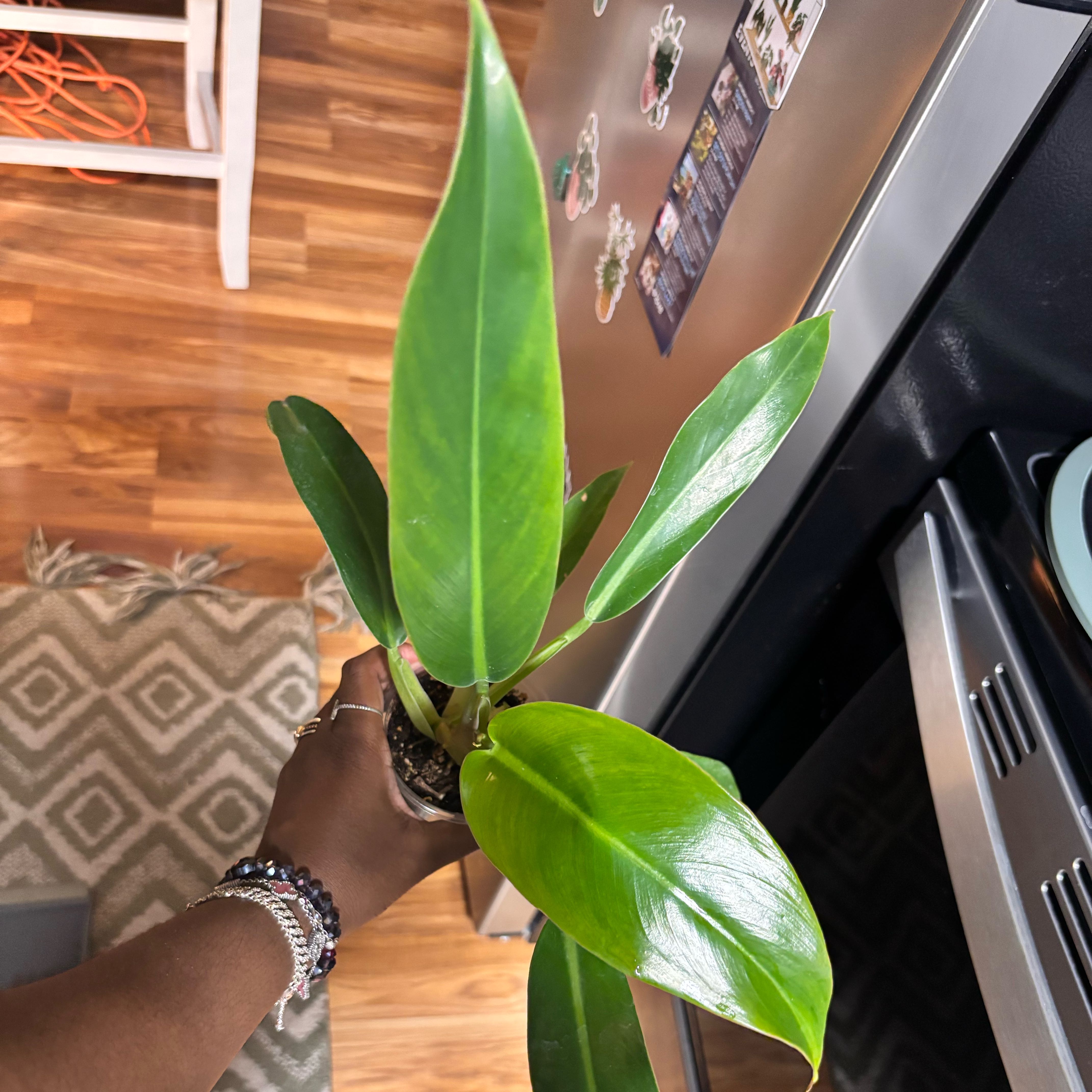 Photo of the plant species Philodendron bicolor by @Plant-princesss named Gates on Greg, the plant care app