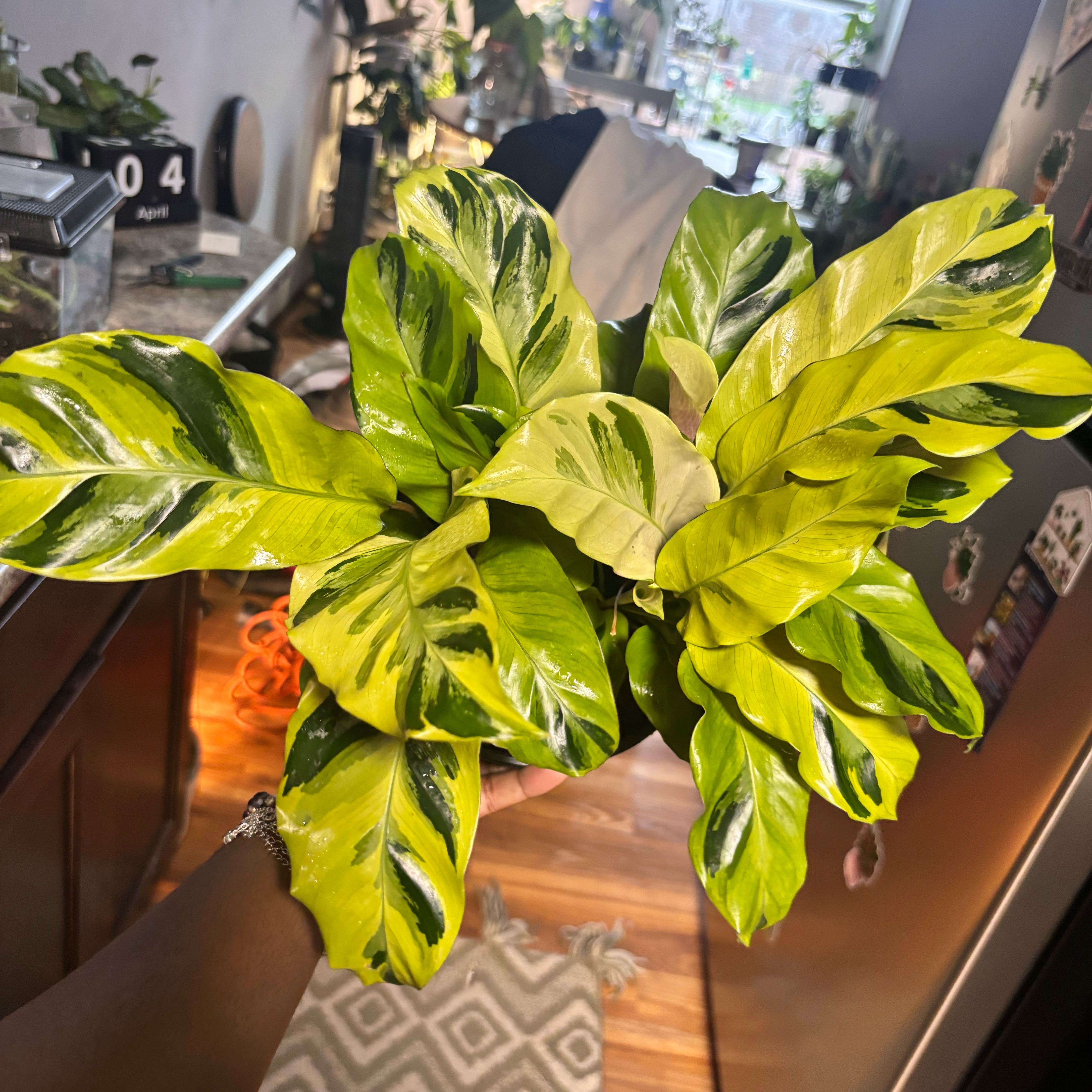 Photo of the plant species Calathea Yellow Fusion by @Plant-princesss named Dax on Greg, the plant care app