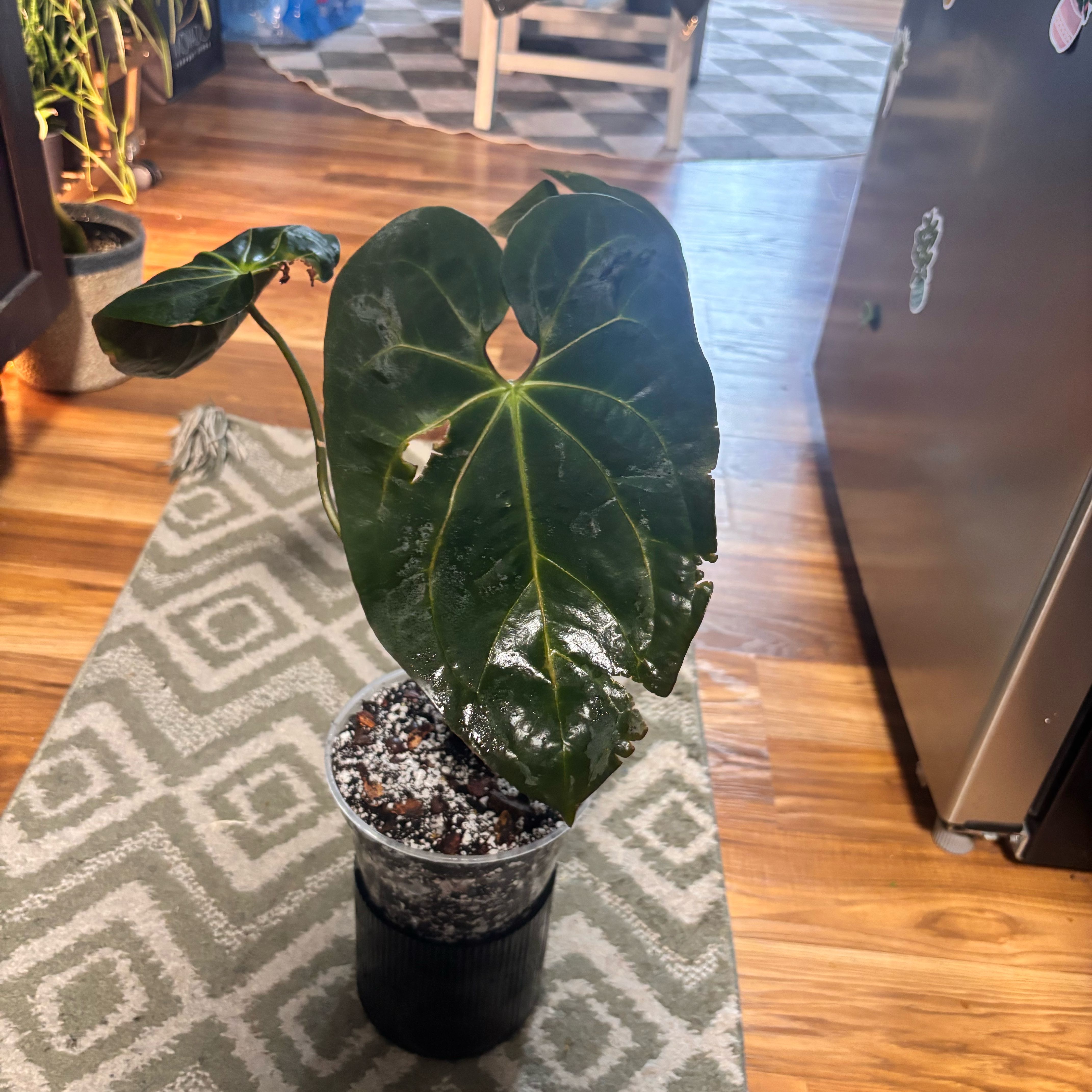 Photo of the plant species Anthurium 'Ace of Spades x papillilaminum' by @Plant-princesss named Khaleesi on Greg, the plant care app