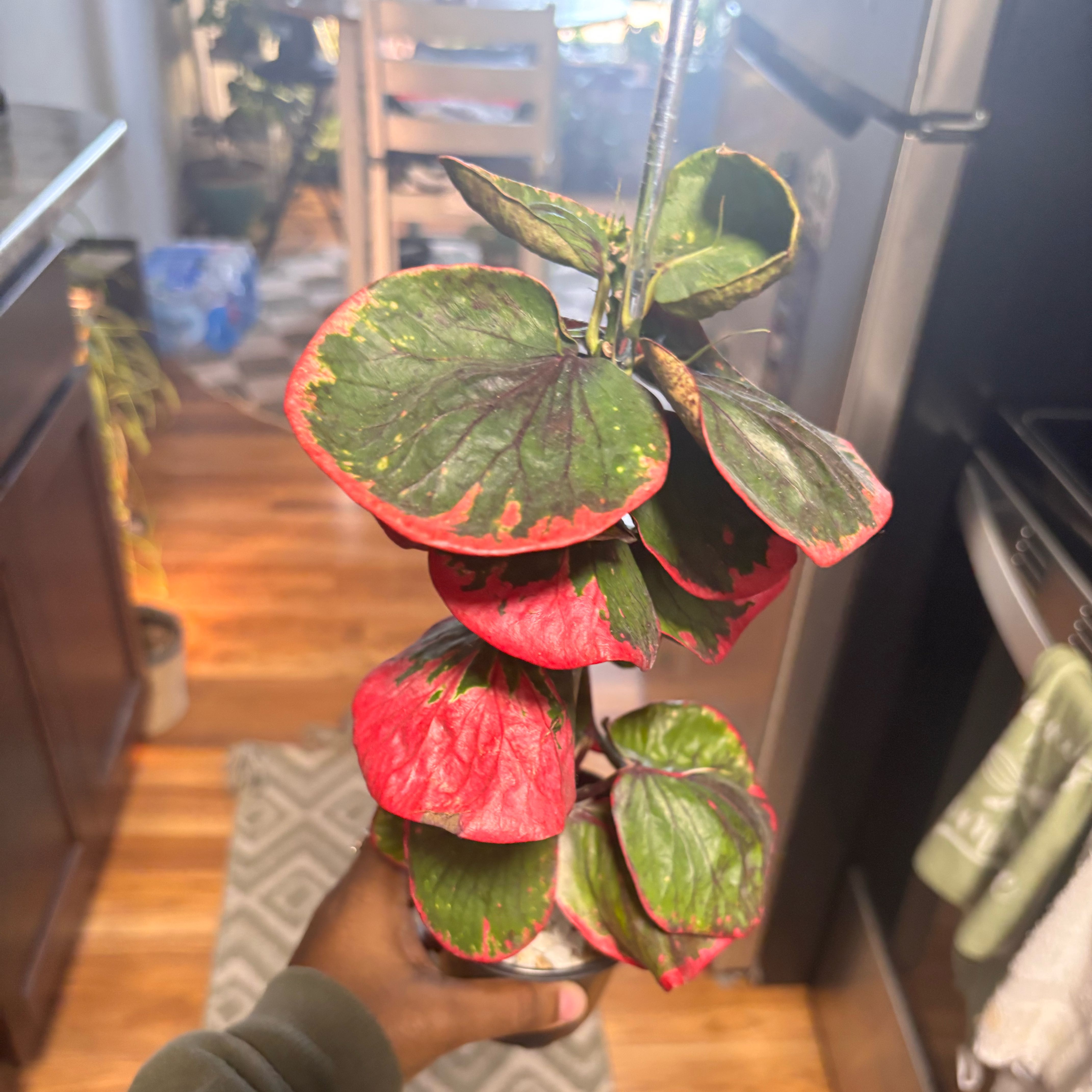 Photo of the plant species Croton Rose by @Plant-princesss named Baesil on Greg, the plant care app