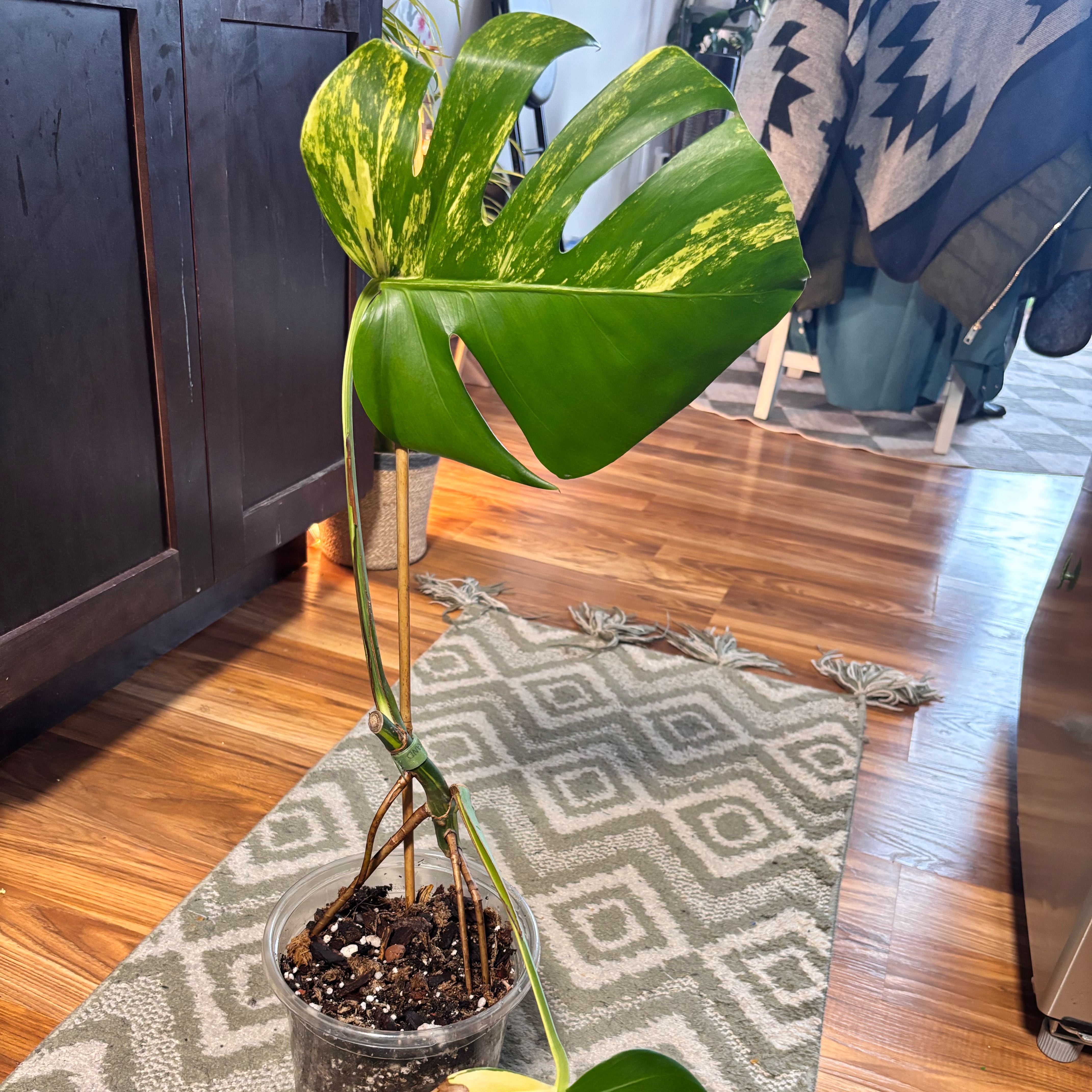 Photo of the plant species yellow variegated monstera by @Plant-princesss named Bieber on Greg, the plant care app