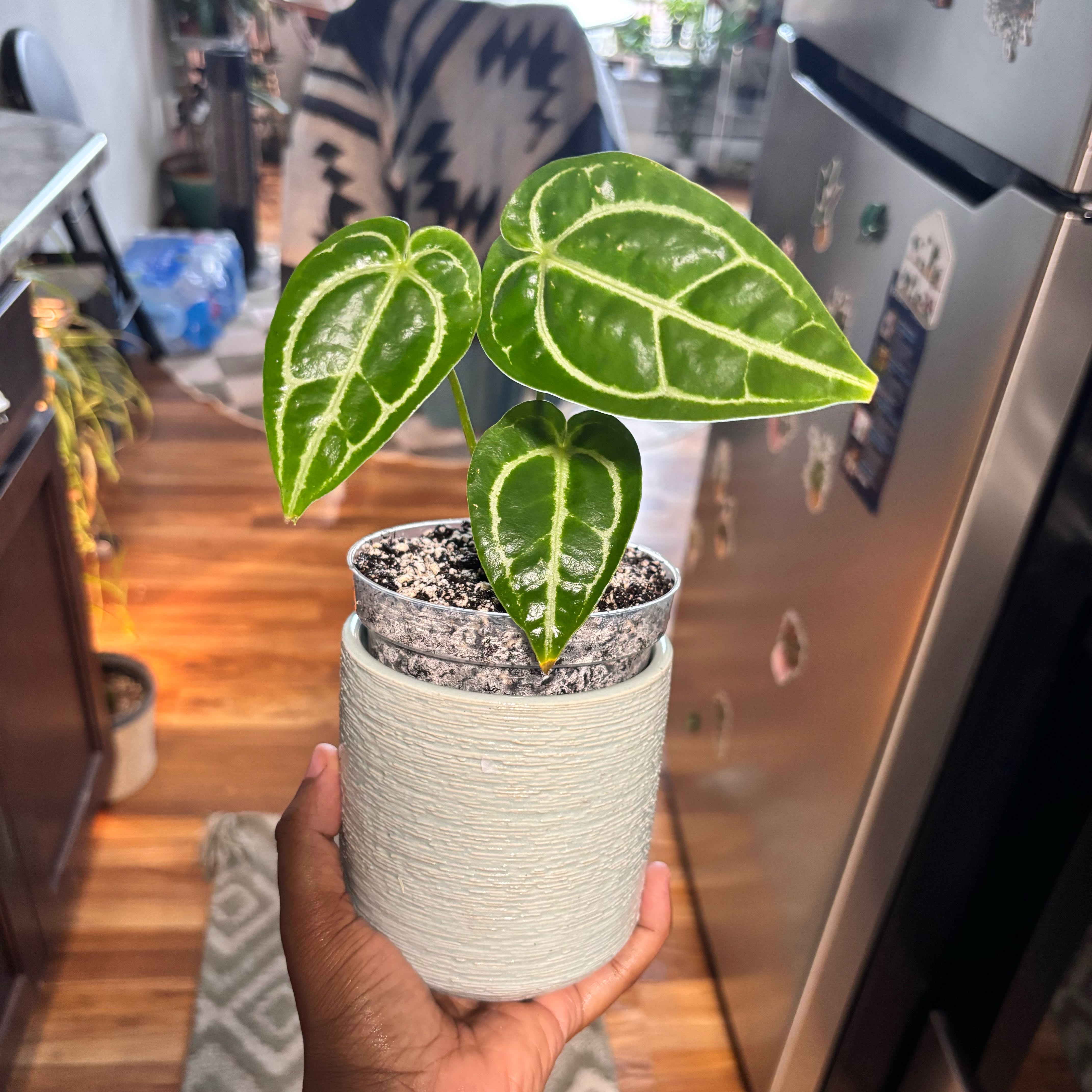 Photo of the plant species Anthurium crystal Hope by @Plant-princesss named Lola on Greg, the plant care app