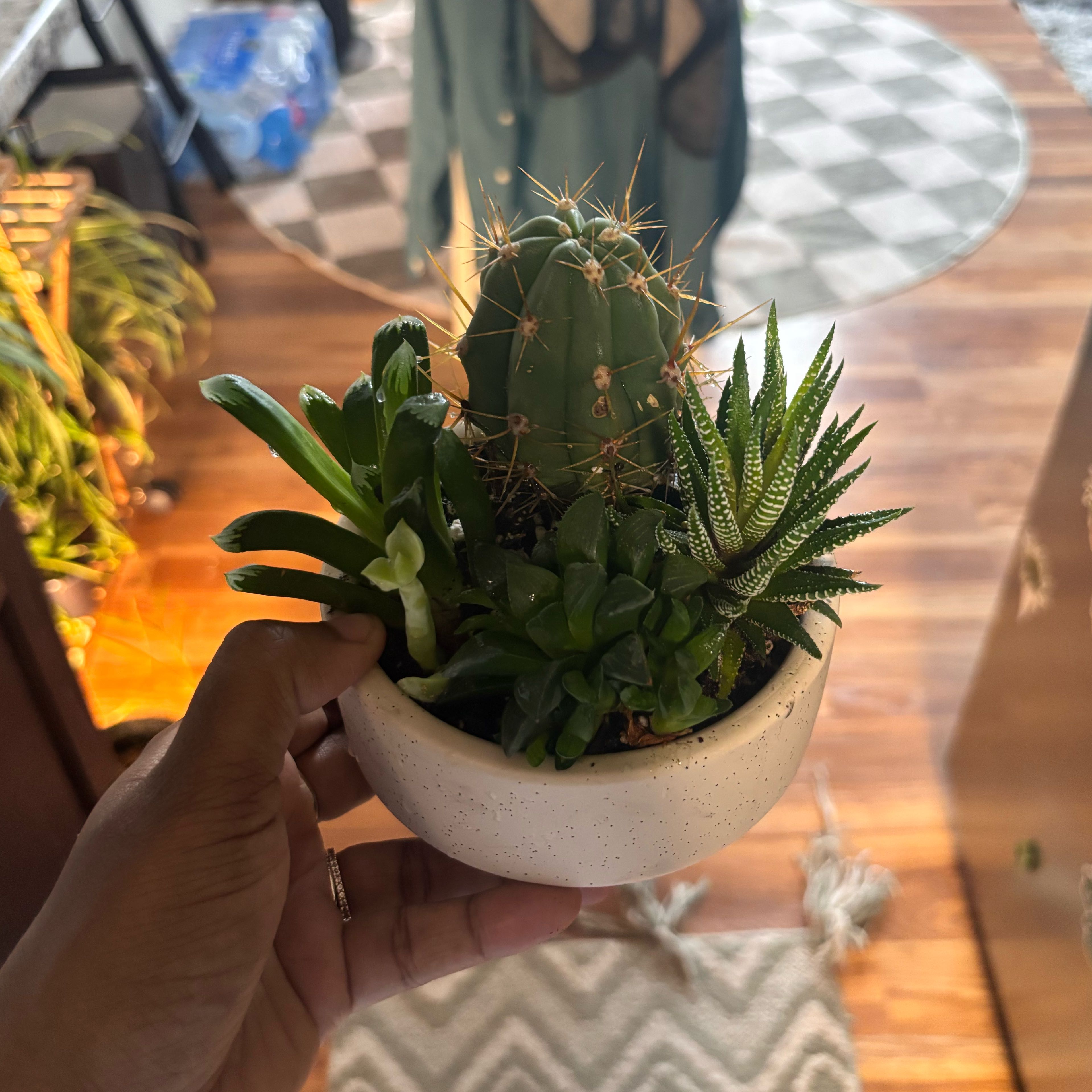 Photo of the plant species Trichocereus terscheckii by @Plant-princesss named Elina on Greg, the plant care app
