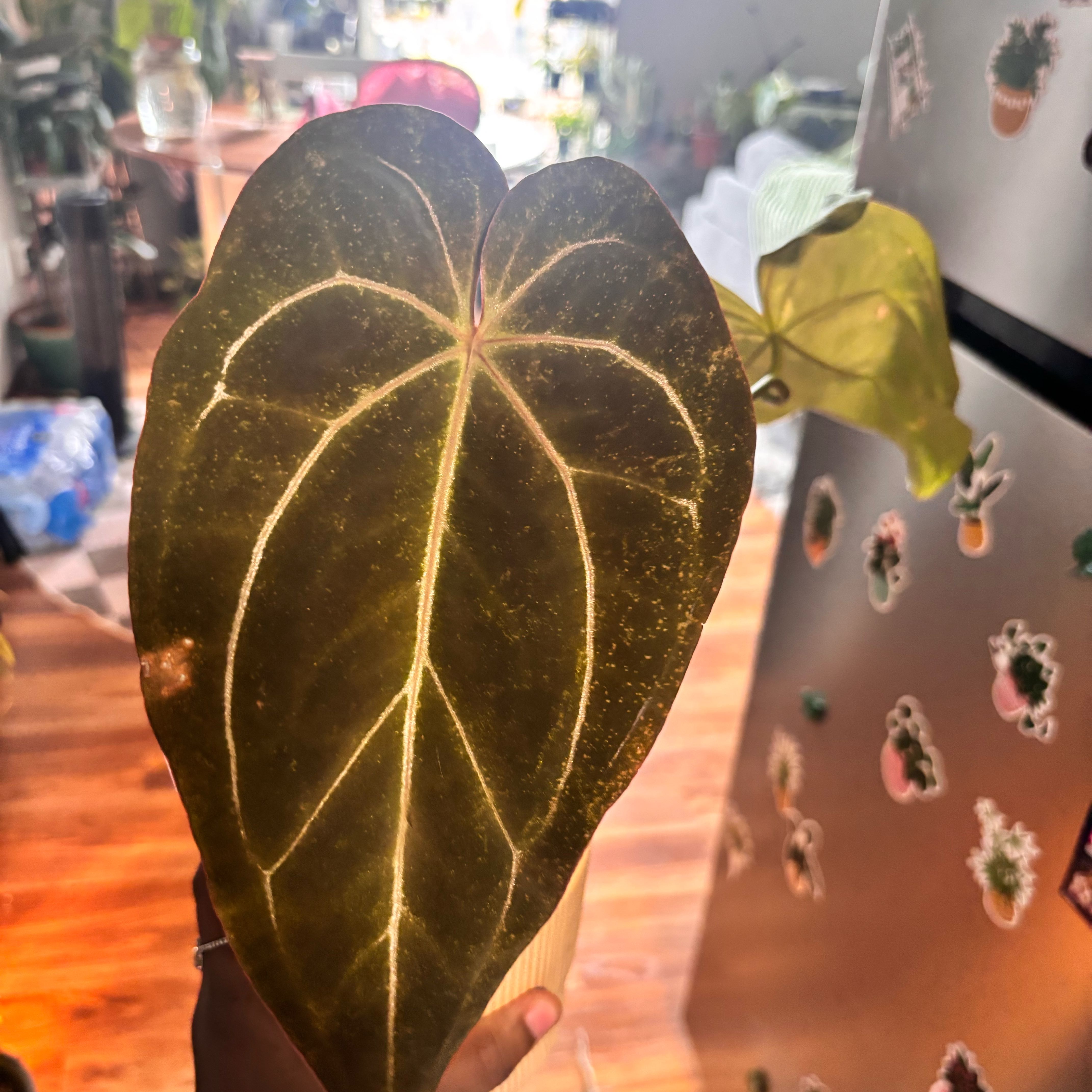 Photo of the plant species Anthurium NOID by @Plant-princesss named Sol on Greg, the plant care app