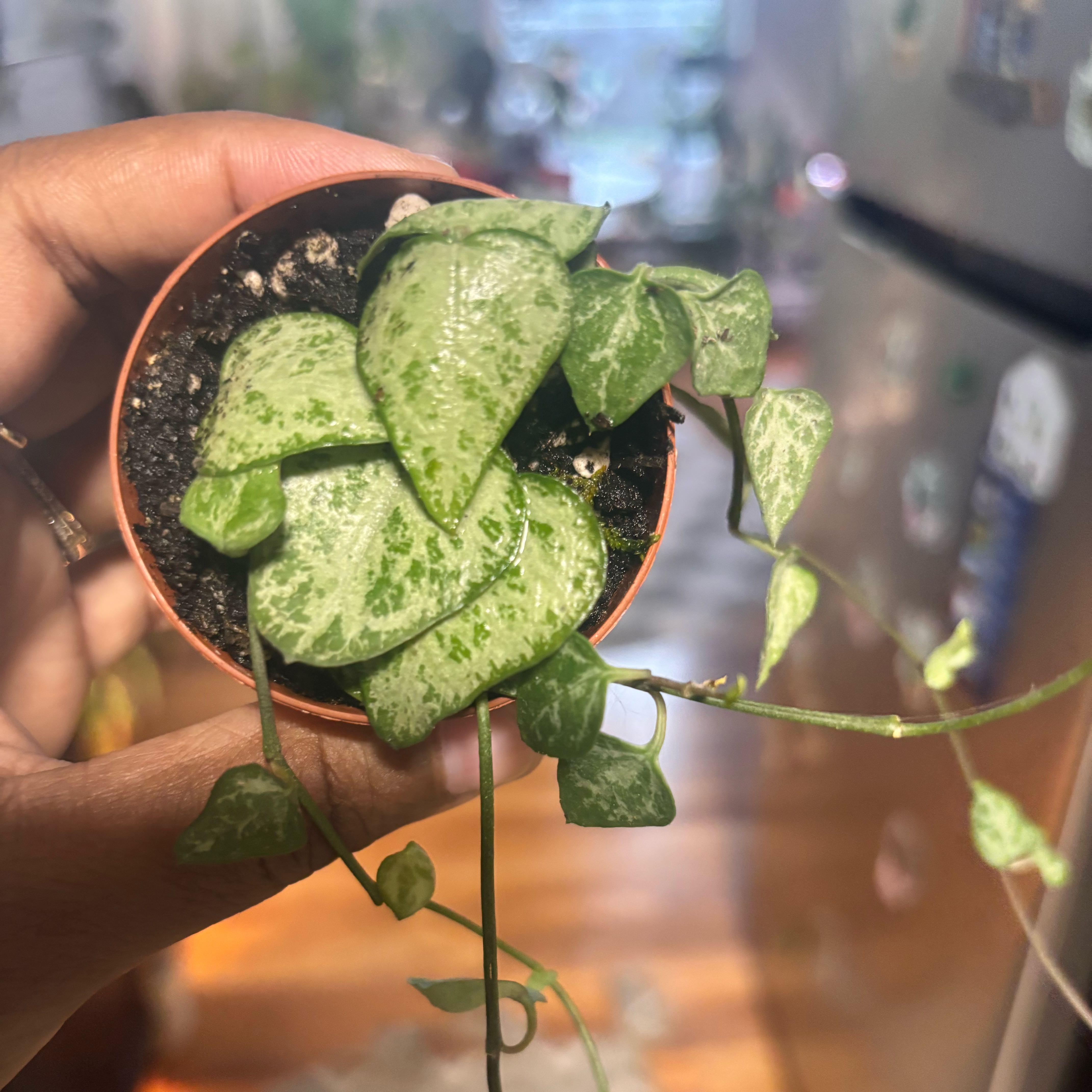 Photo of the plant species String of Spades by @Plant-princesss named Miley on Greg, the plant care app