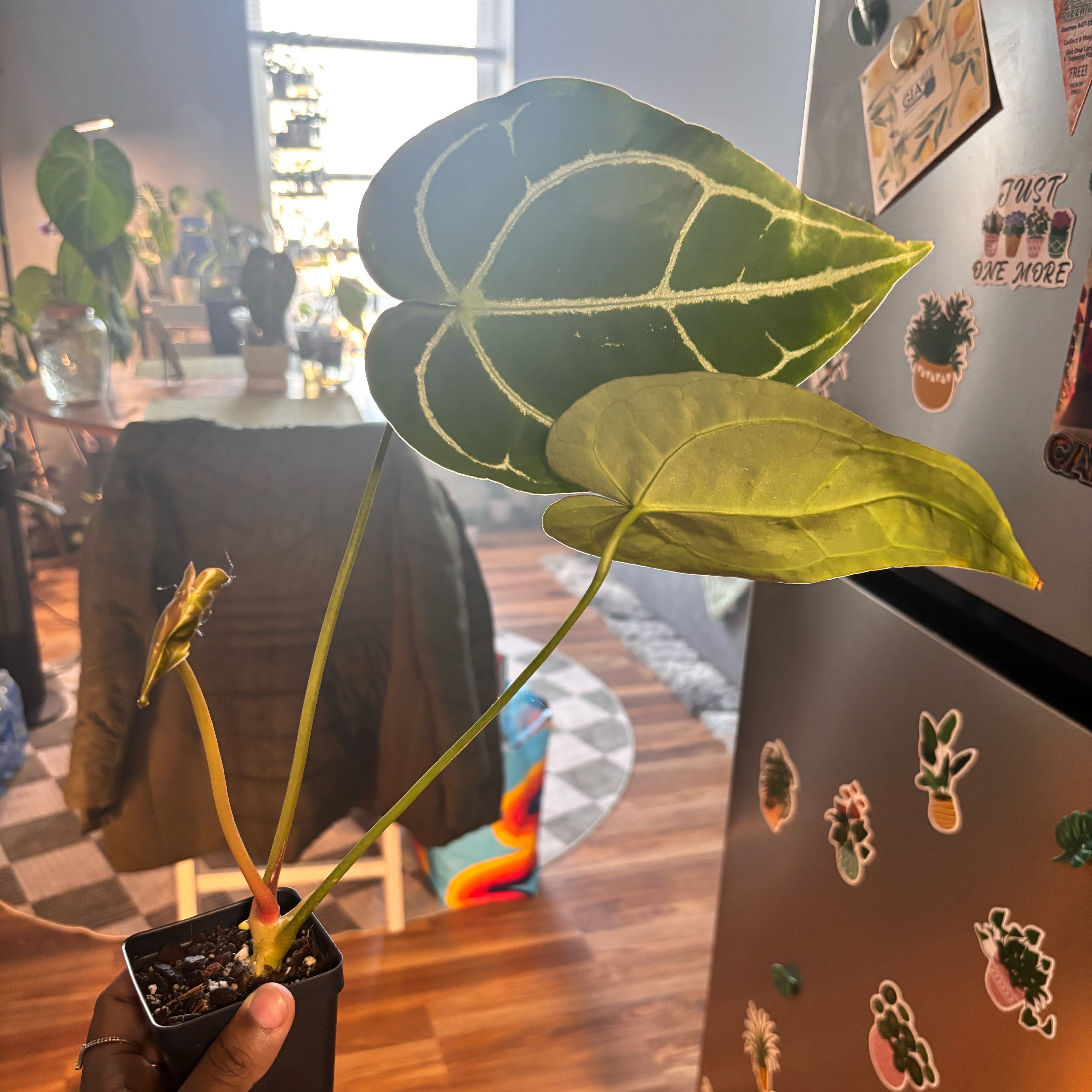 Photo of the plant species Anthurium Papillilaminum X Crystallinum by @Plant-princesss named Daphne on Greg, the plant care app