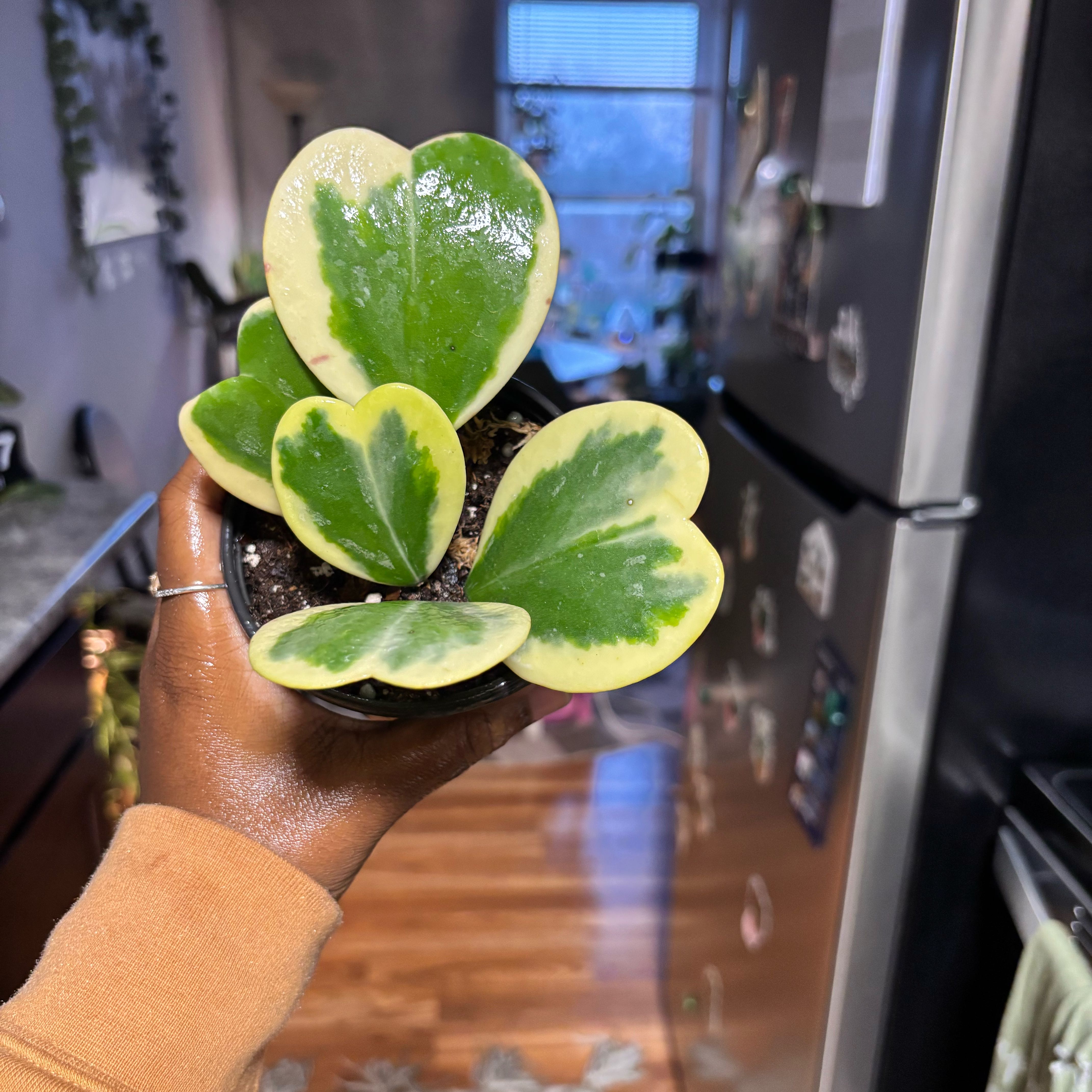 Photo of the plant species Variegated Heart Leaf Hoya by @Plant-princesss named Mochi on Greg, the plant care app