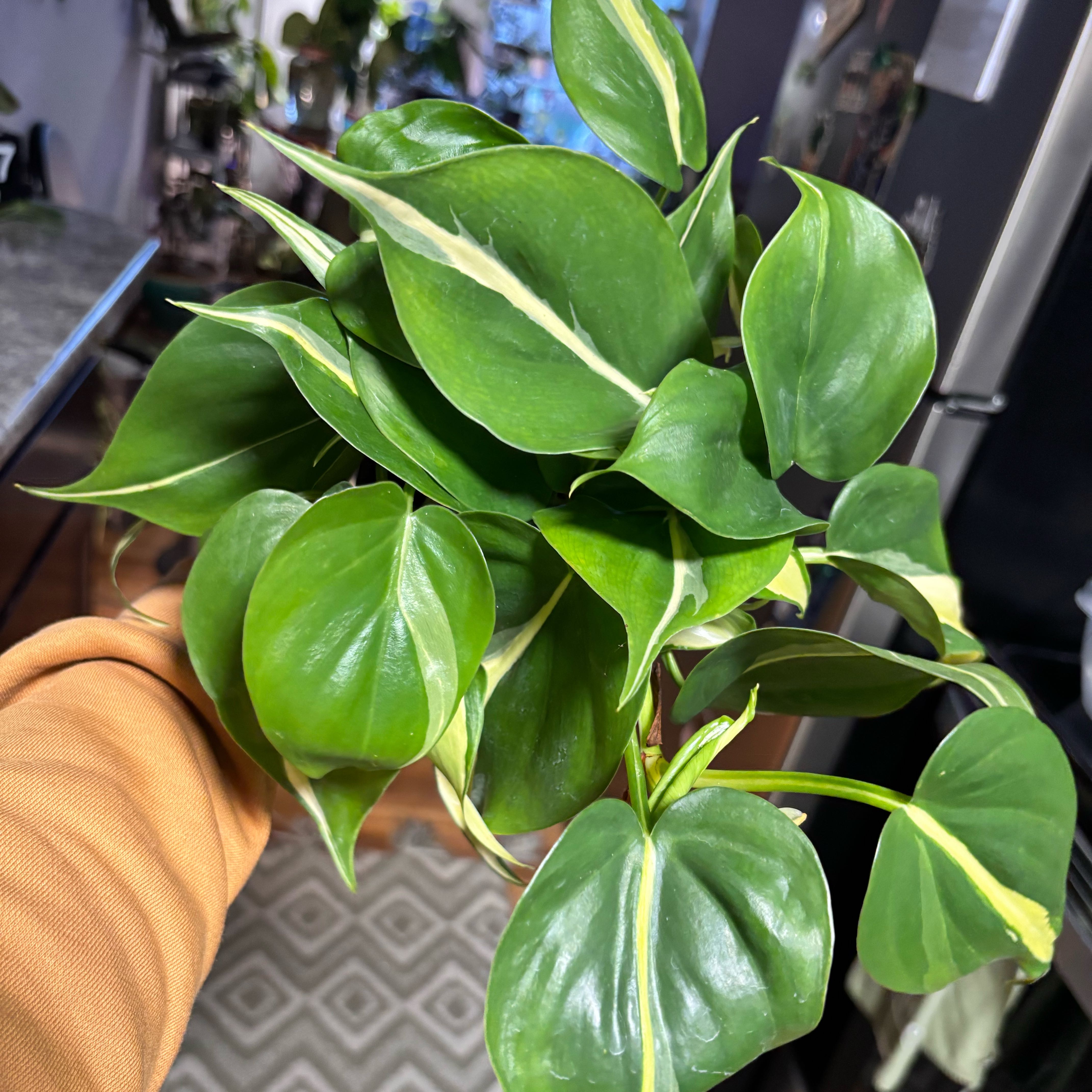 Photo of the plant species Silver Stripe Philodendron by @Plant-princesss named Cleopatra on Greg, the plant care app