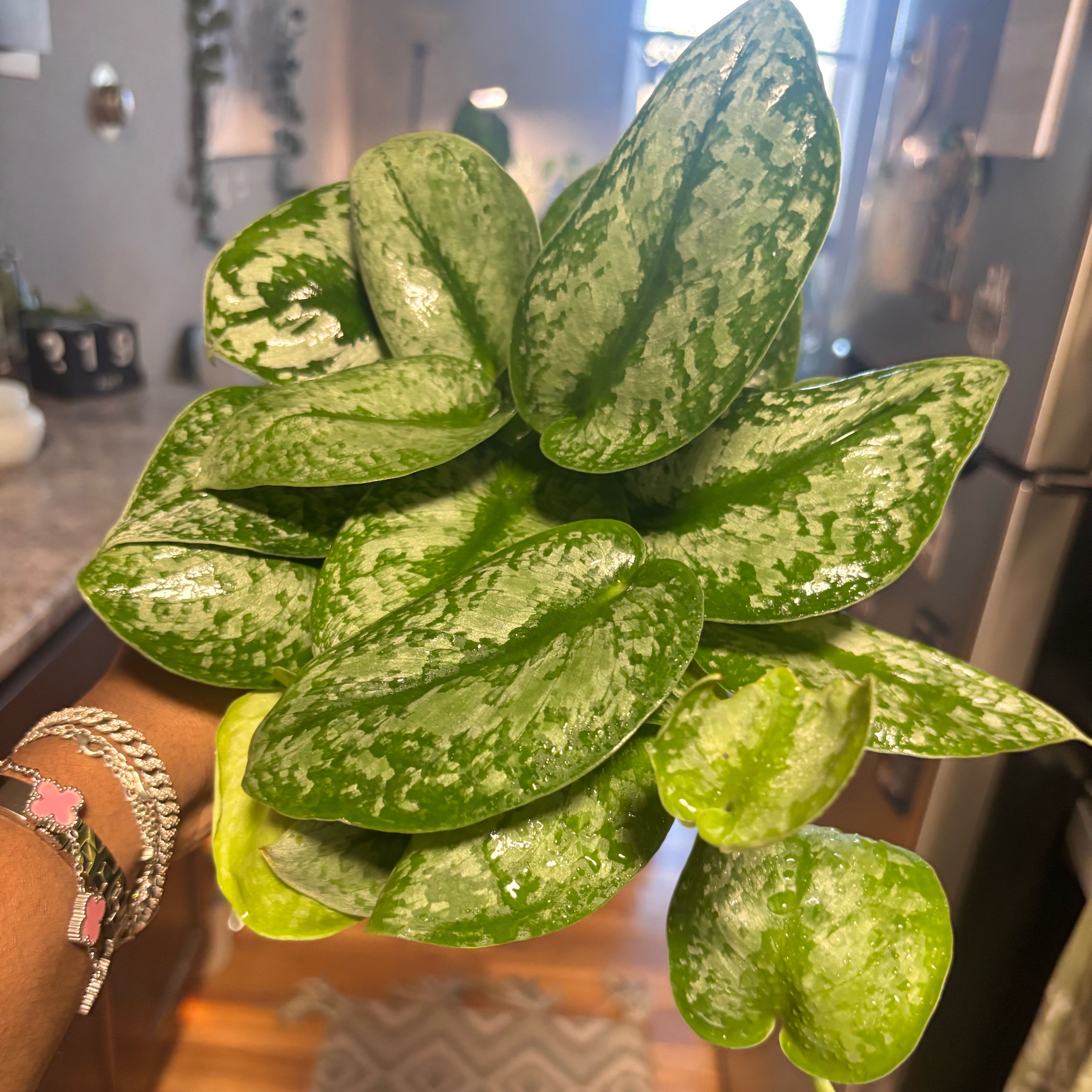 Photo of the plant species Scindapsus pictus 'Silver Splash' by @Plant-princesss named Bigleef Smalls on Greg, the plant care app